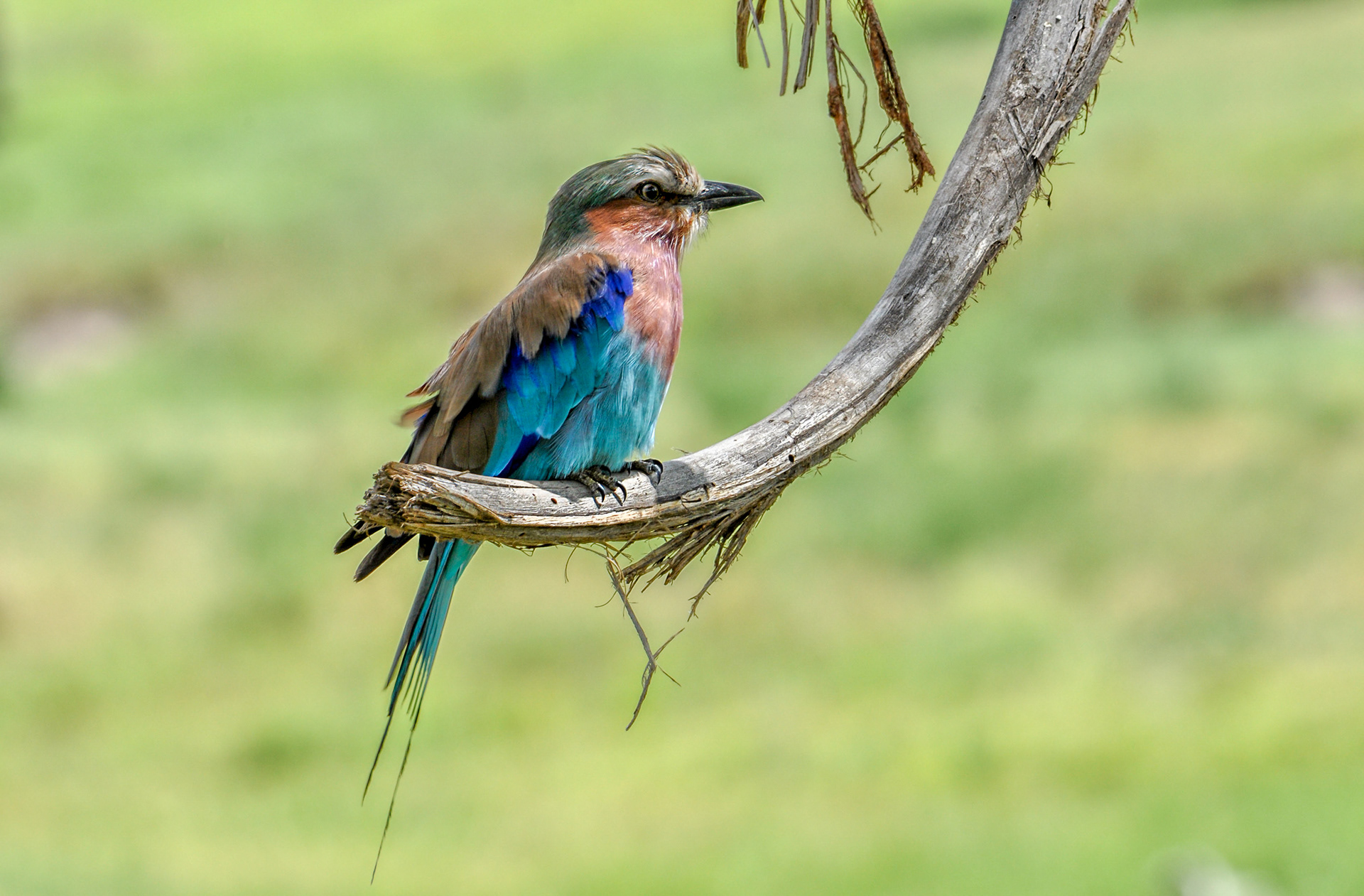 Lilac breasted roller-Tanzania