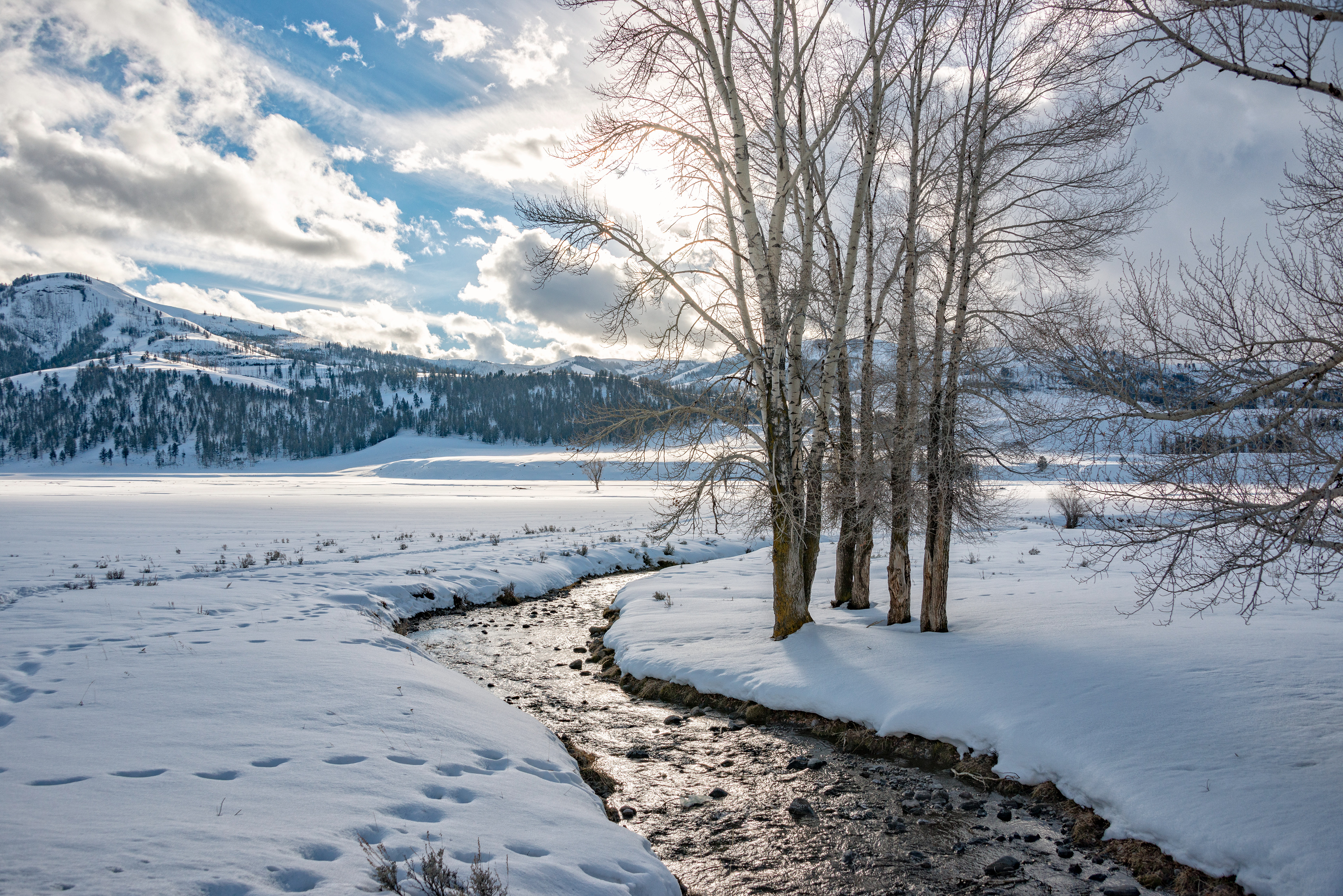 Lamar Valley-Montana