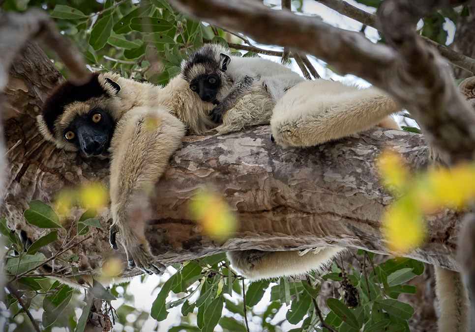 Sifaka -Madagascar