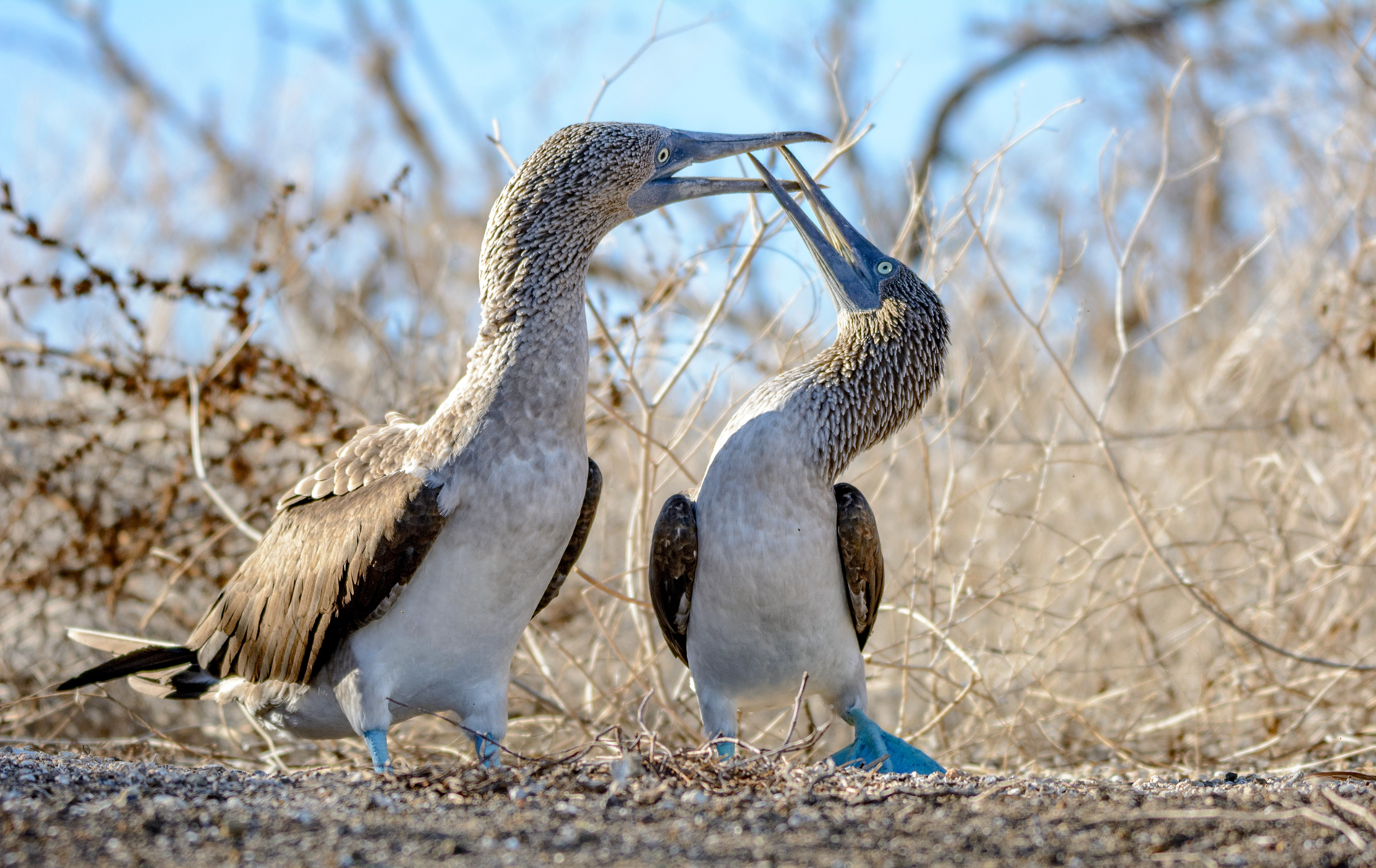 Blue footed boobies