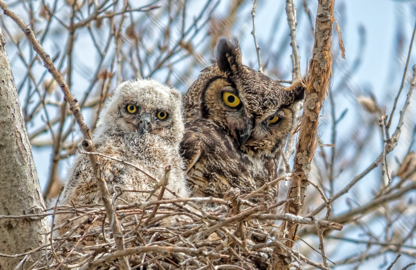 Great horned owls-California