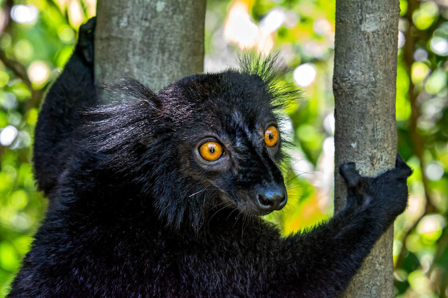 Black lemur Madagascar