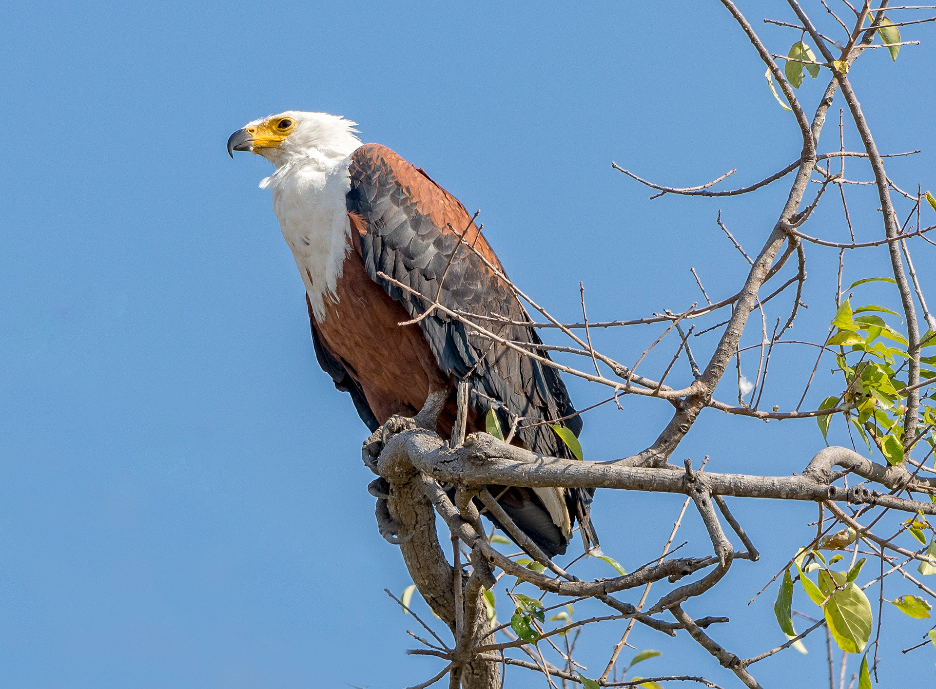 African fish eagle-Botswana