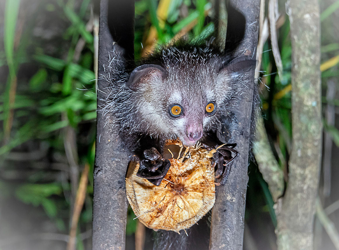 Aye-Aye Madagascar