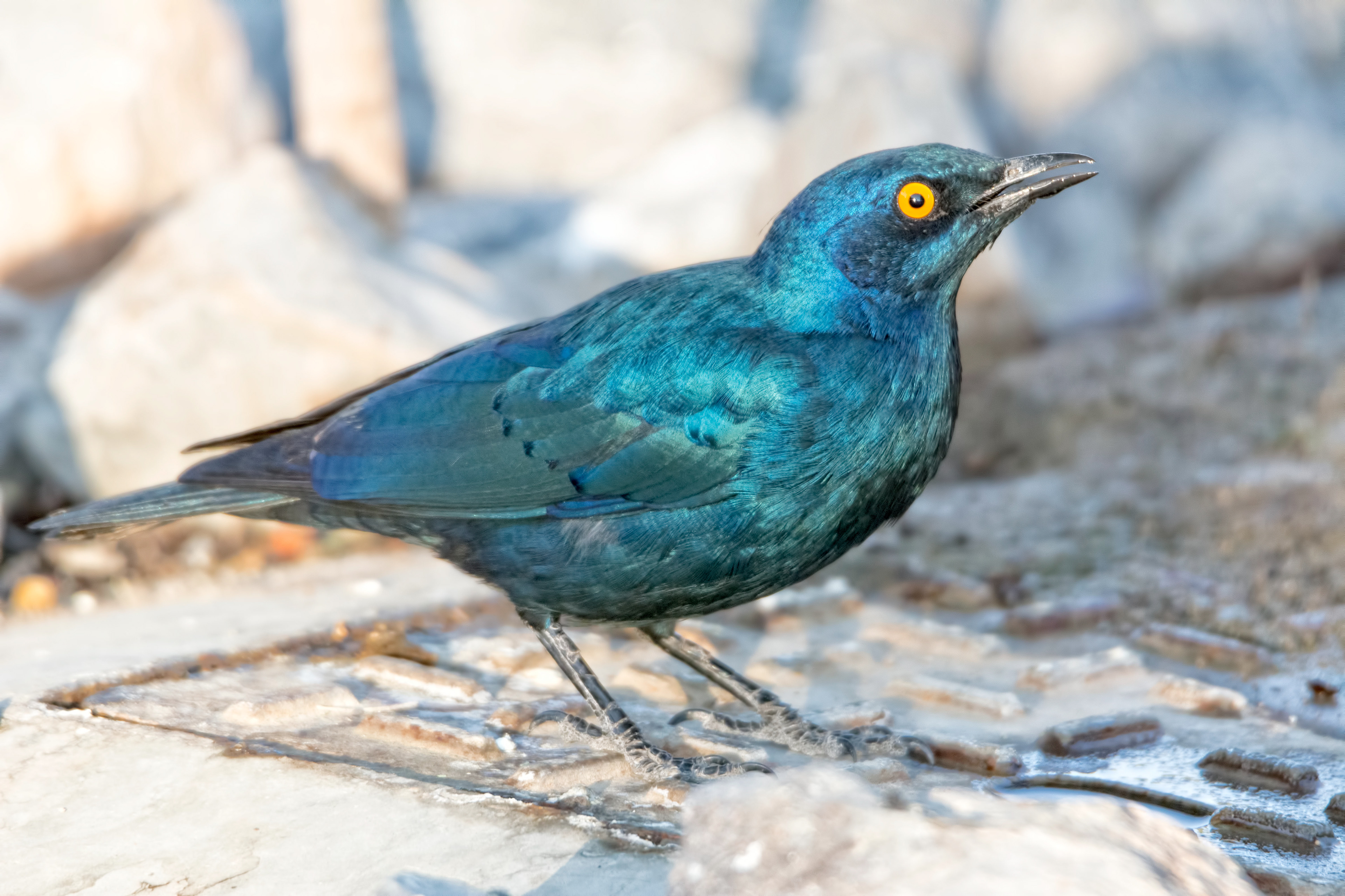 Glossy starling-Namibia