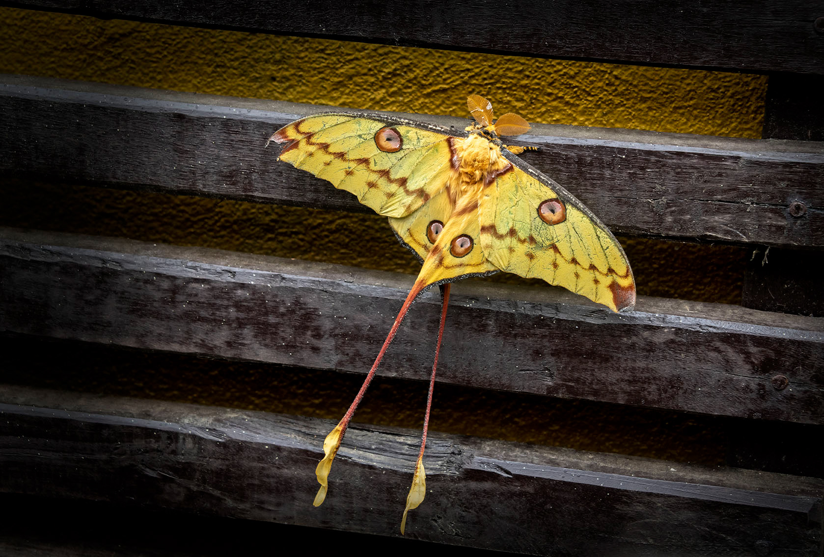 Moon moth Madagascar