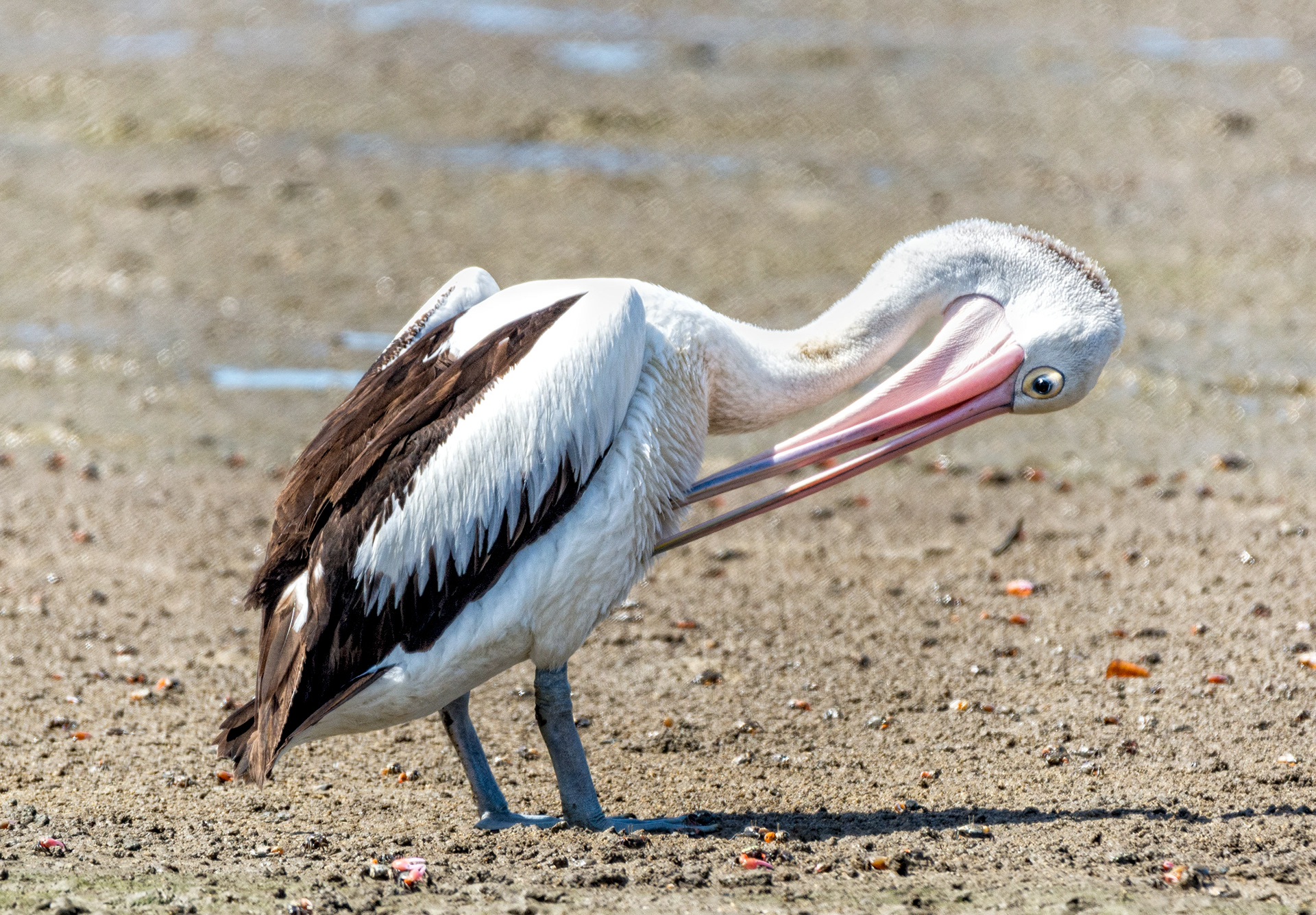 Australian pelican-Australia