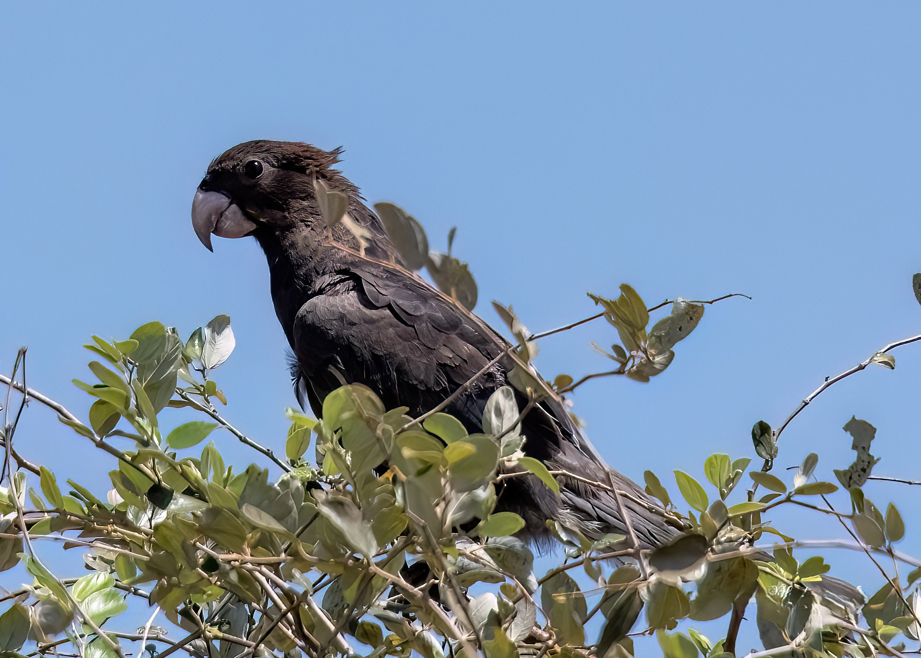 Black Parrot-Madagascar