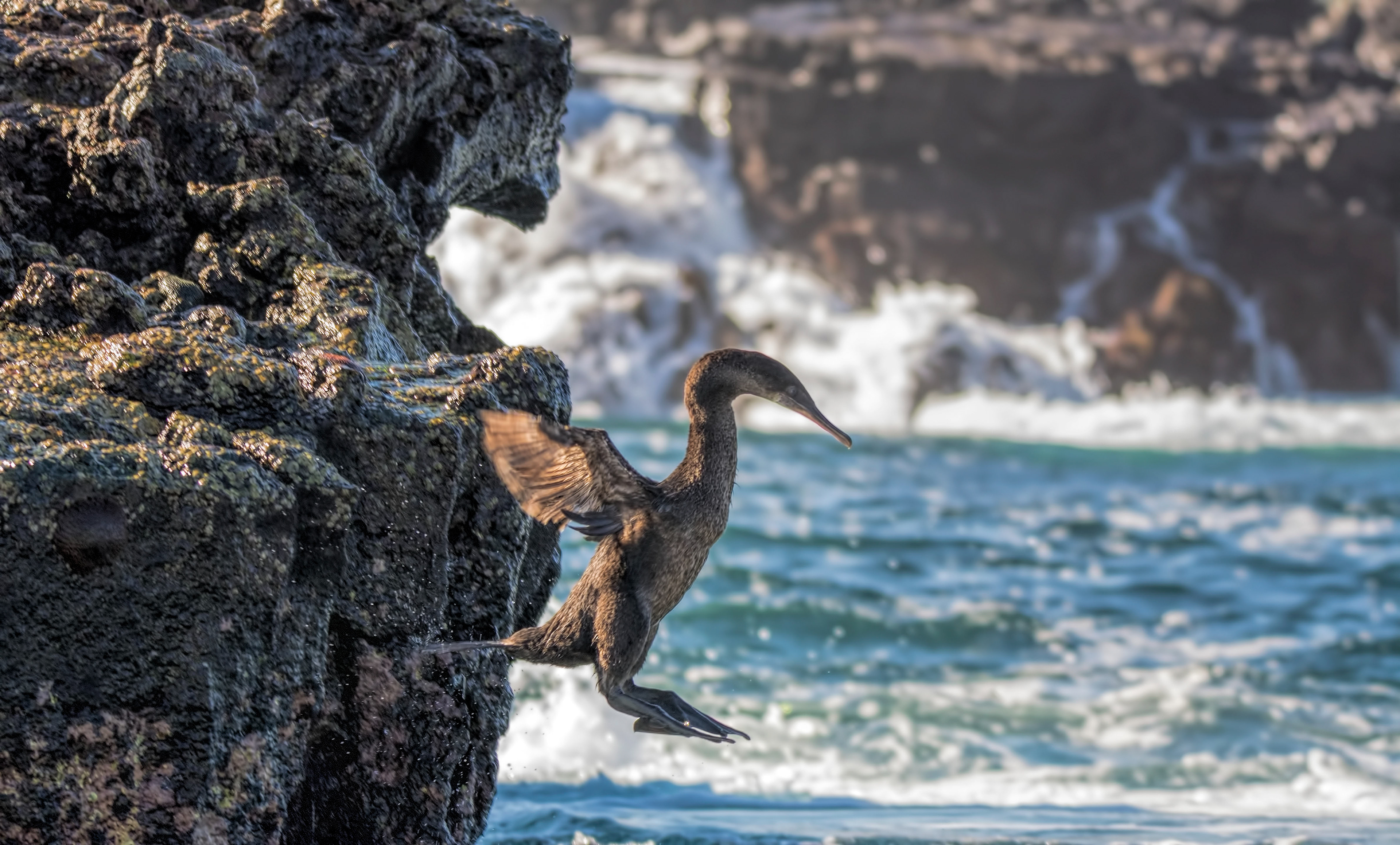 Wingless cormorant-Galapagos
