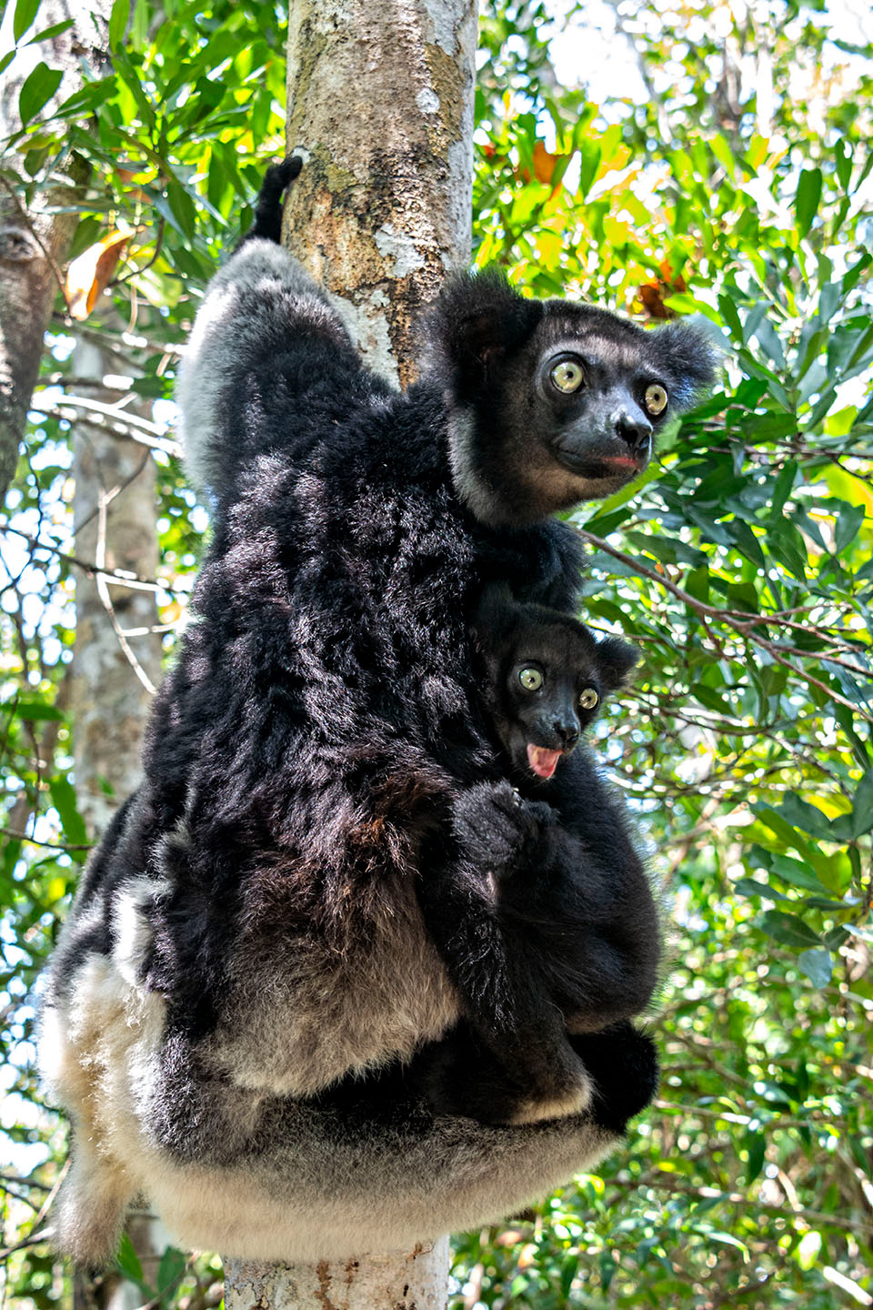 Indri Madagascar
