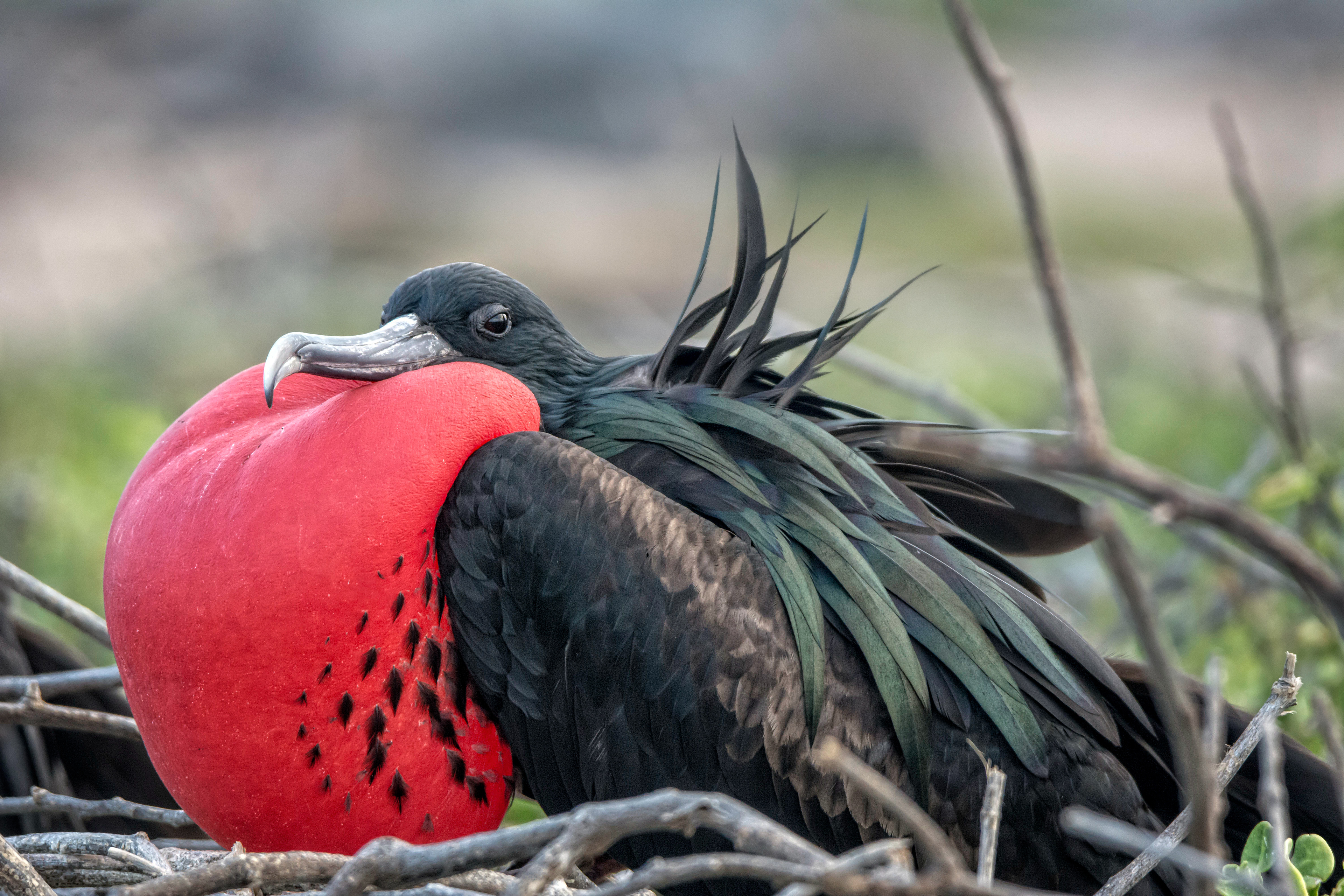 Male frigate bird-Galapagos
