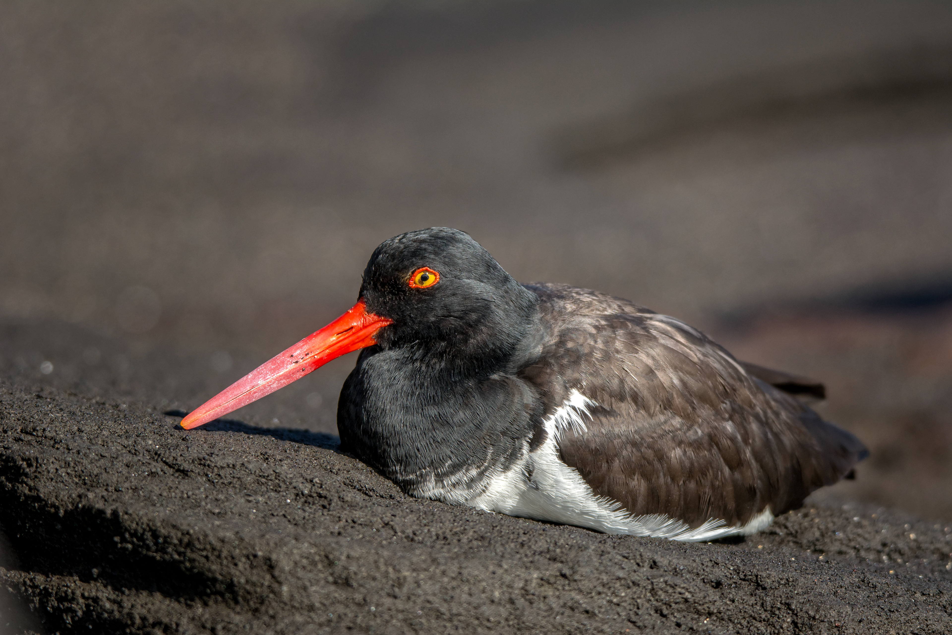 Oyster catcher-Galapagos