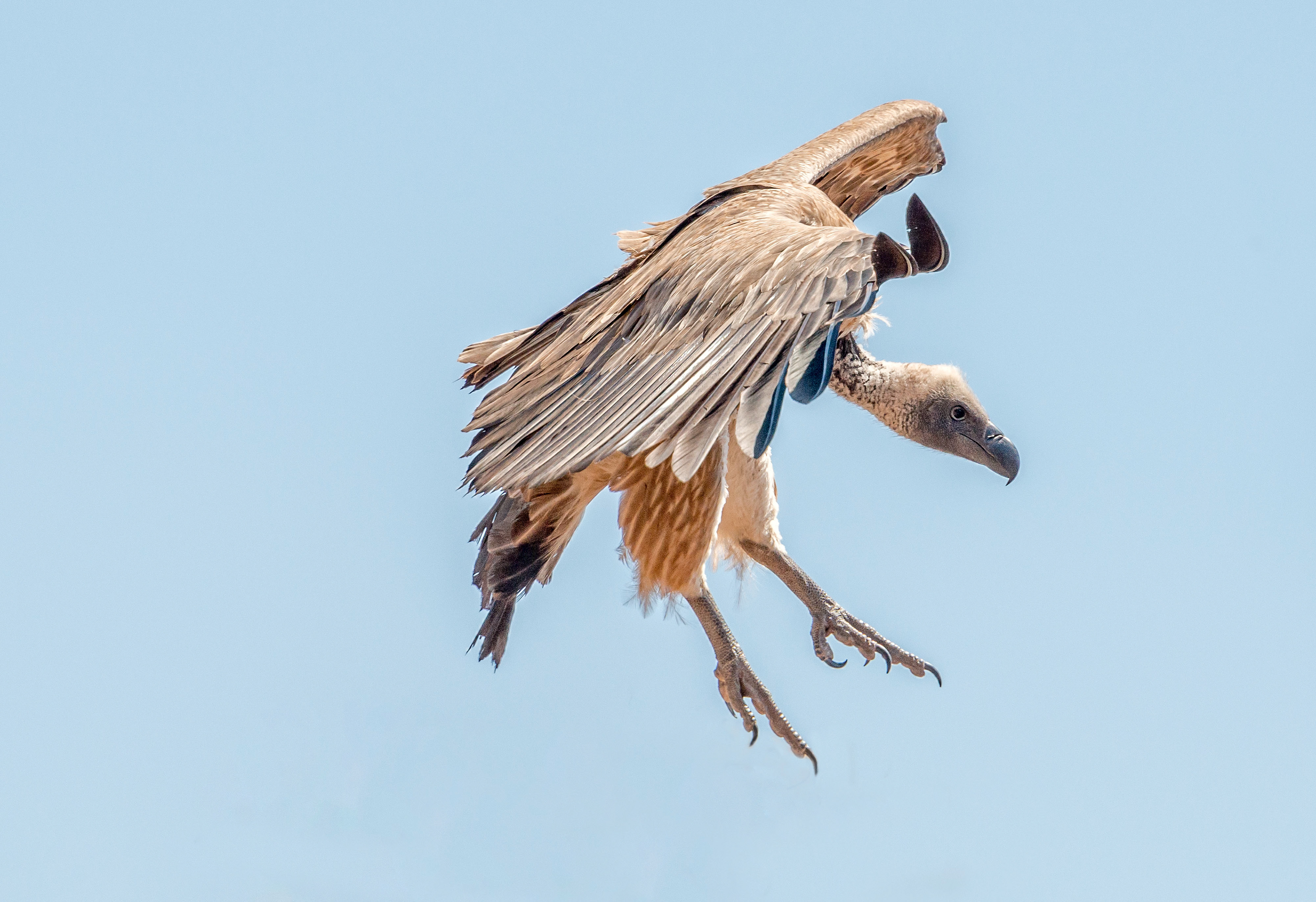 White backed vulture-Zimbabwe