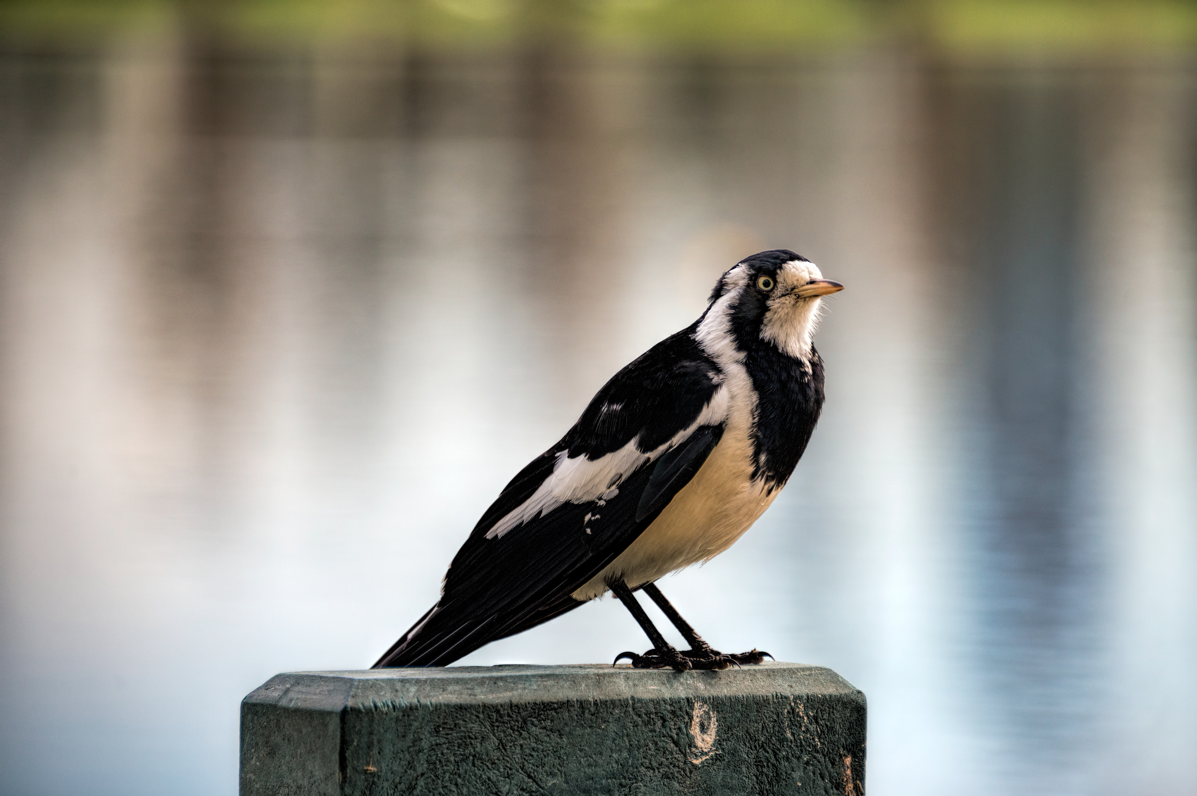 Magpie-Australia
