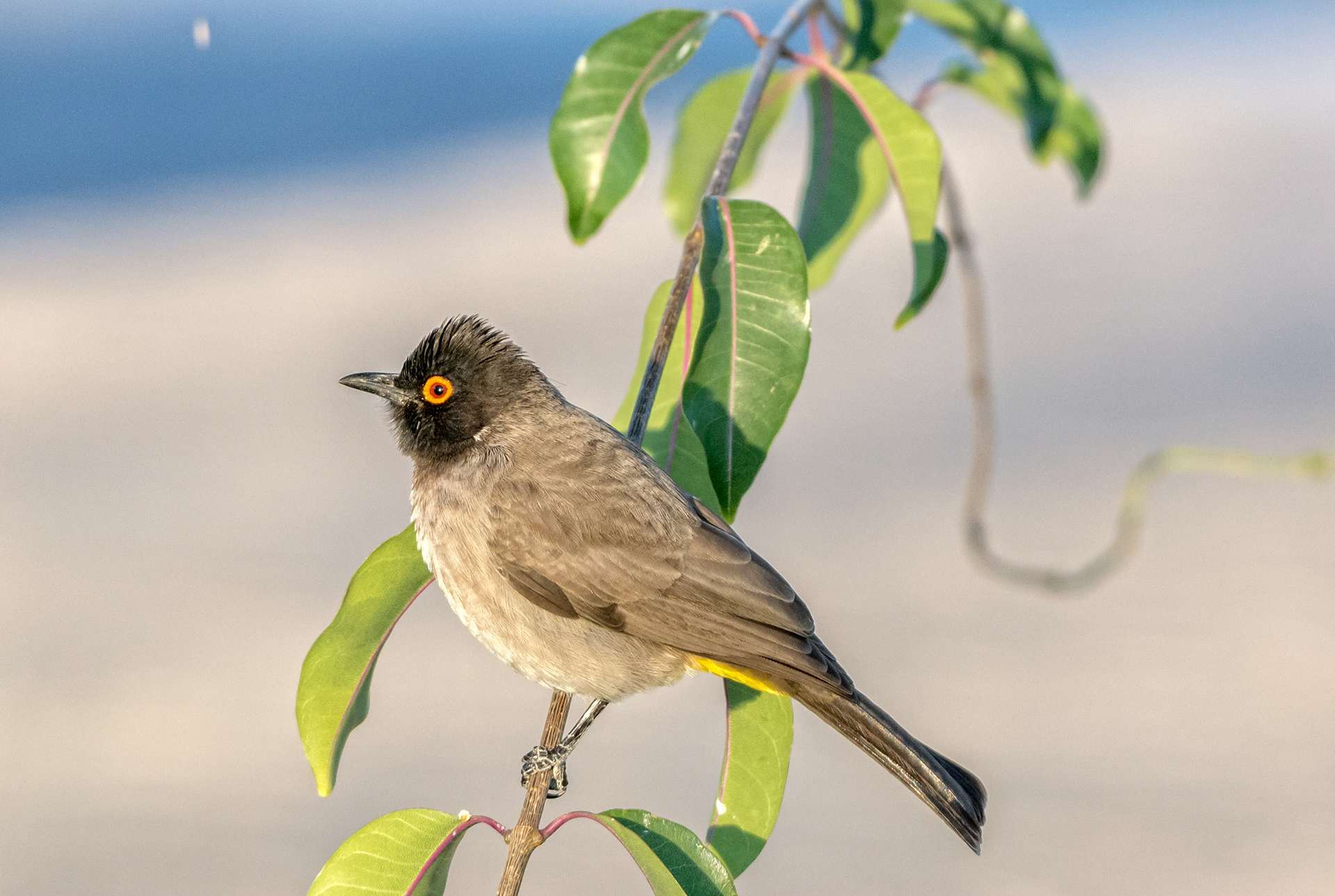 Red eyed bulbul-Namibia