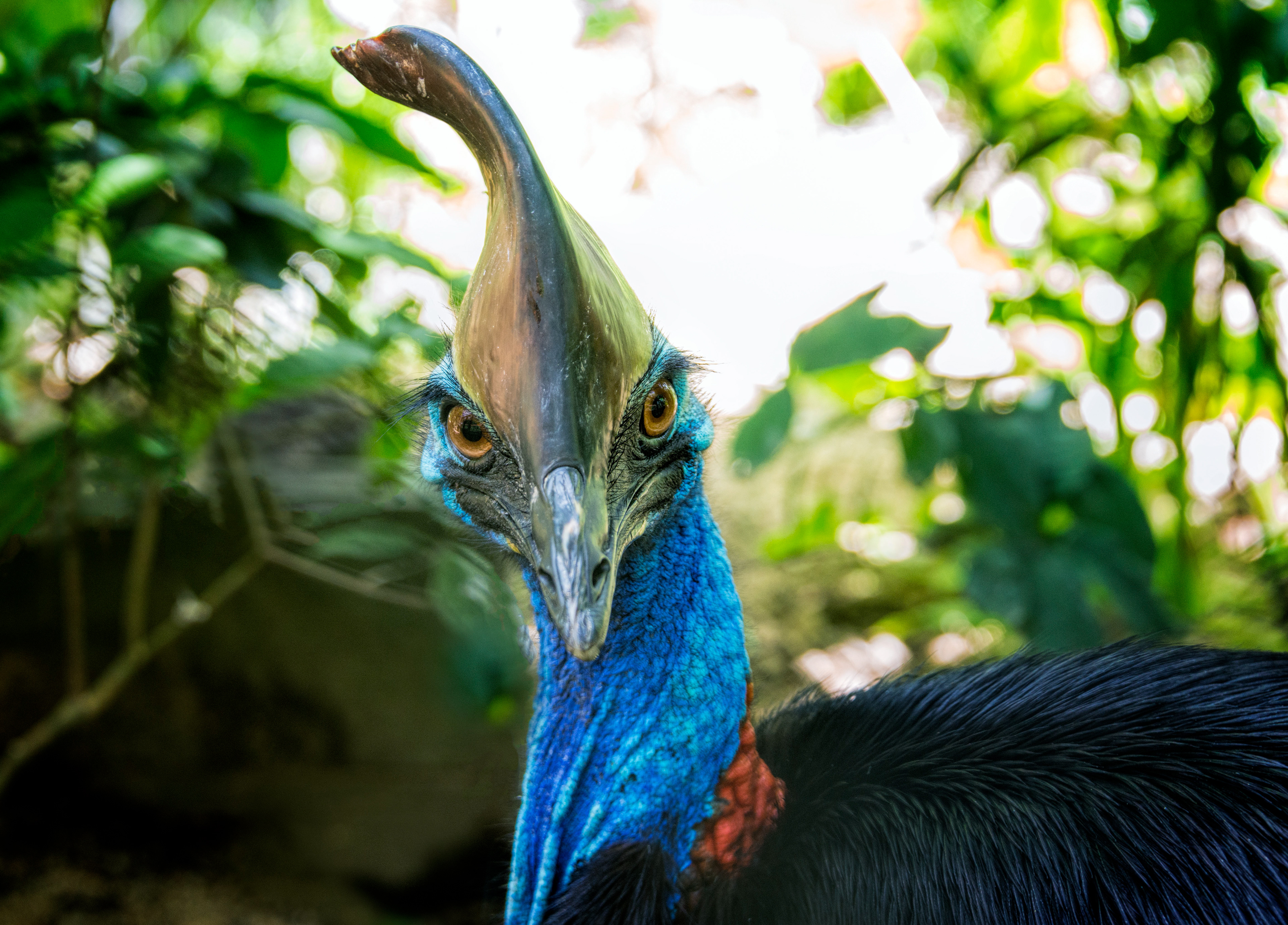 Cassowary-Australia