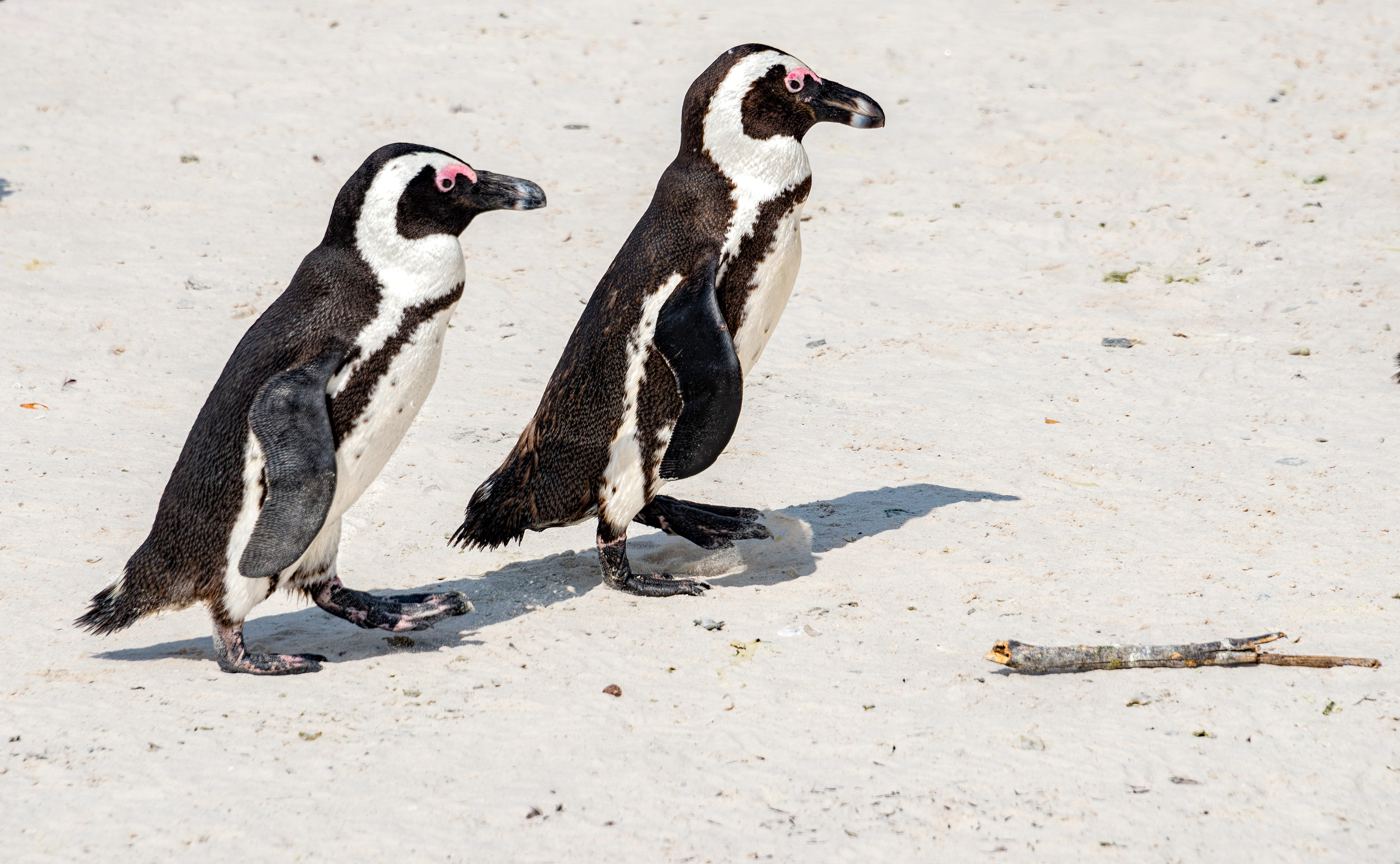 African penguins-Cape town