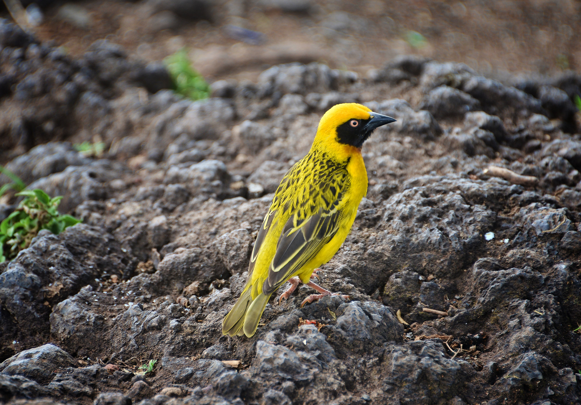 Southern masked weaver-Tanzania