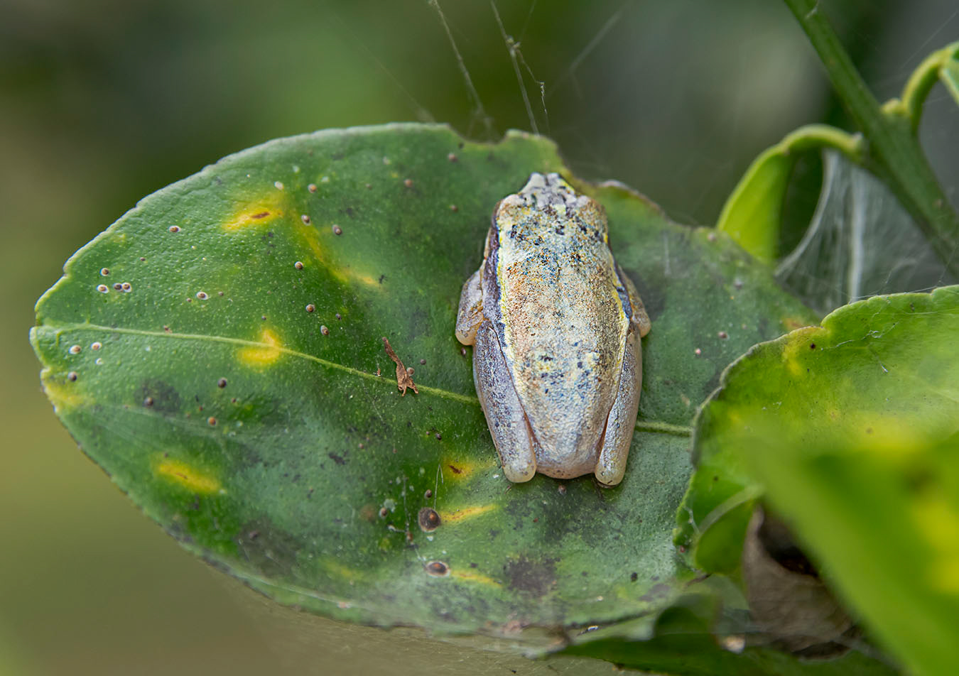 Tree frog Madagascar