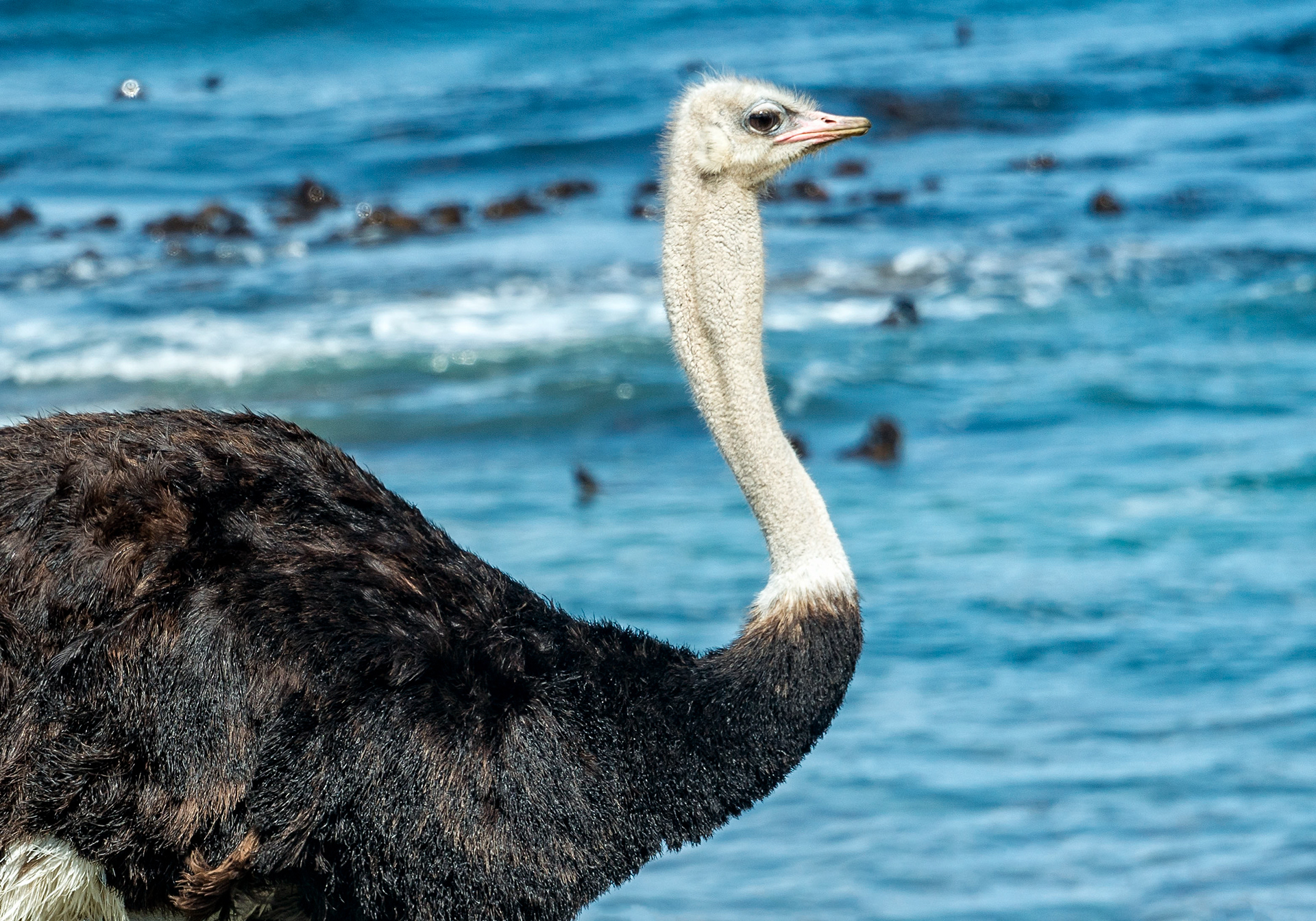 Ostrich-Australia
