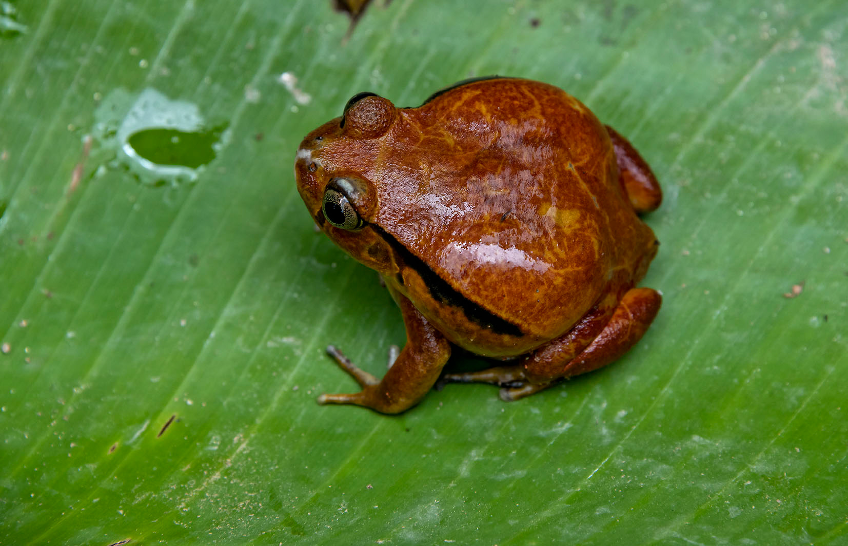 Tomato frog Madagascar