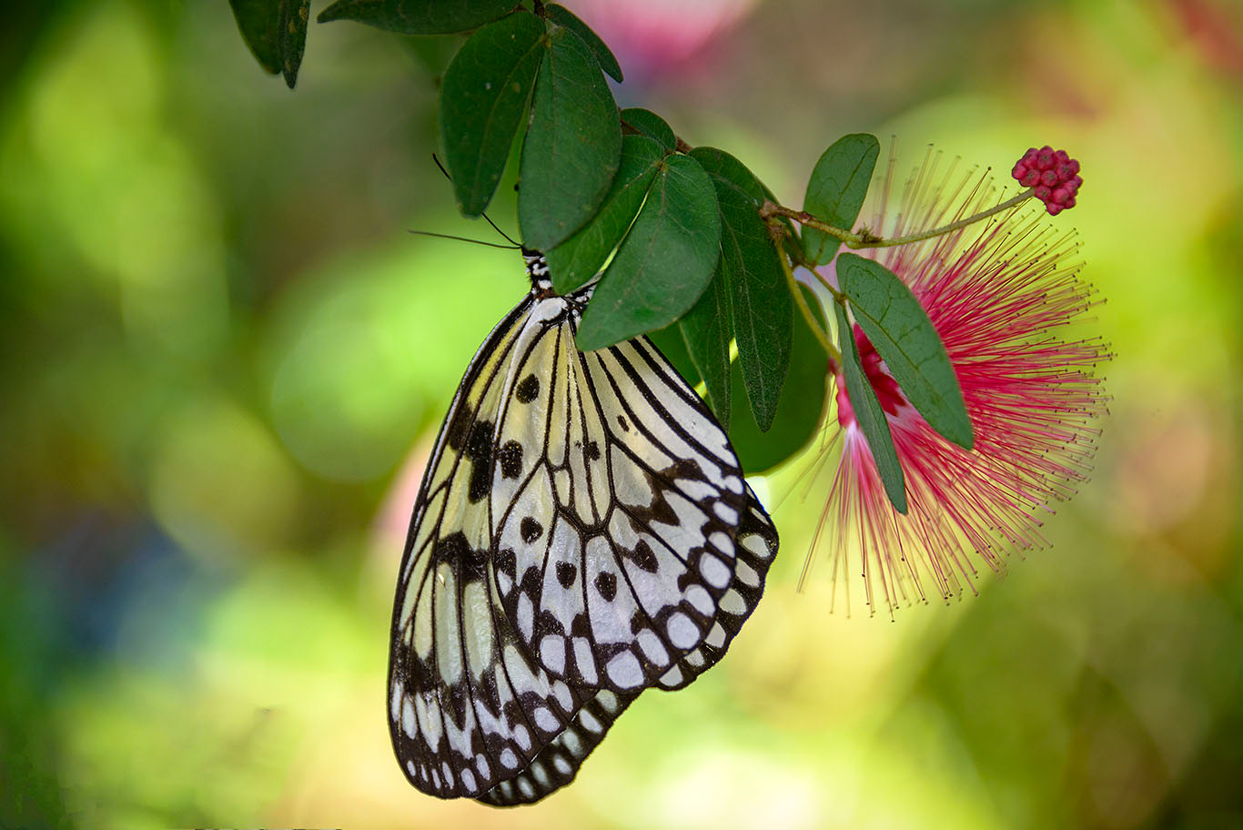 Tree nymph butterfly