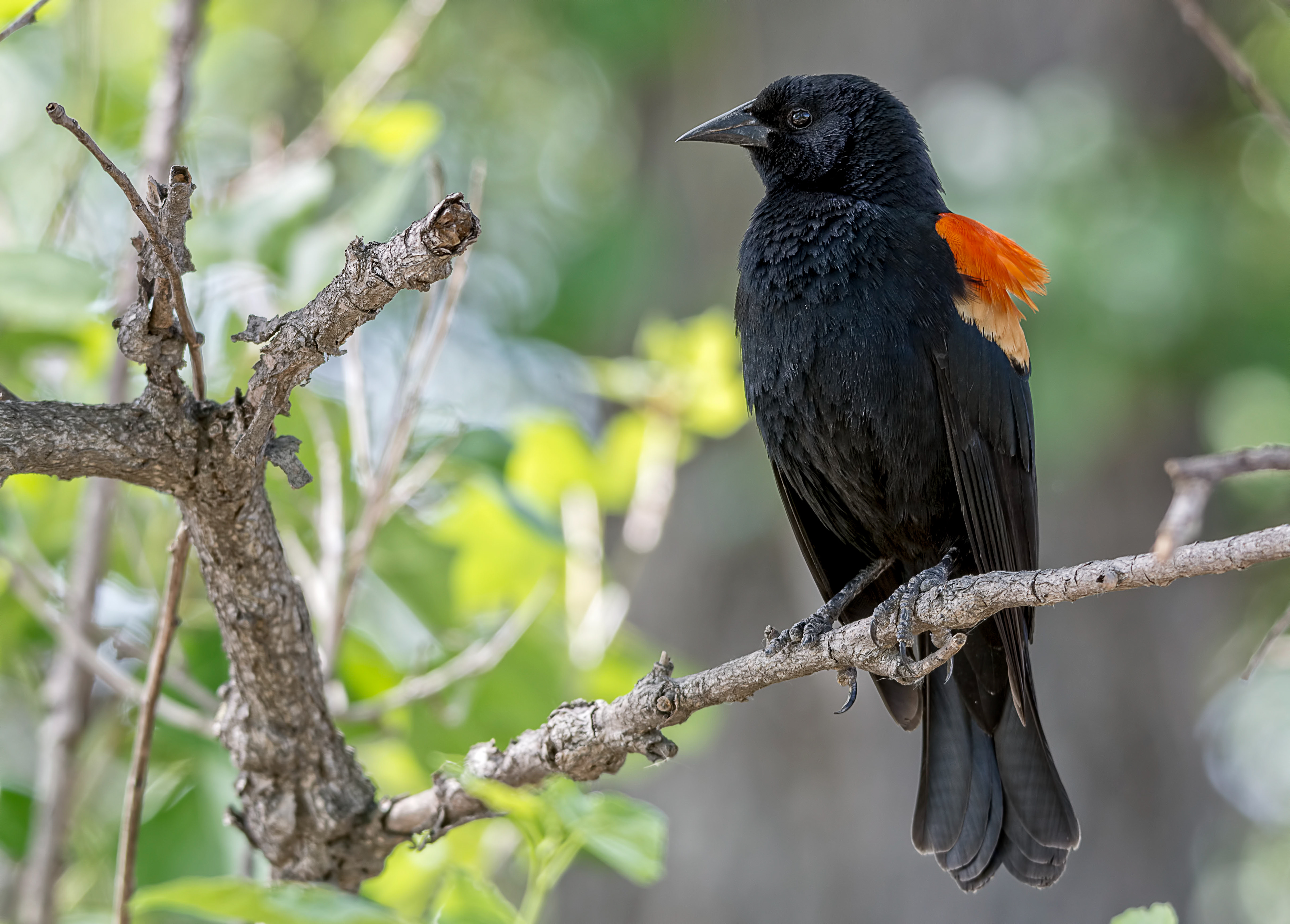 Red winged black bird-California