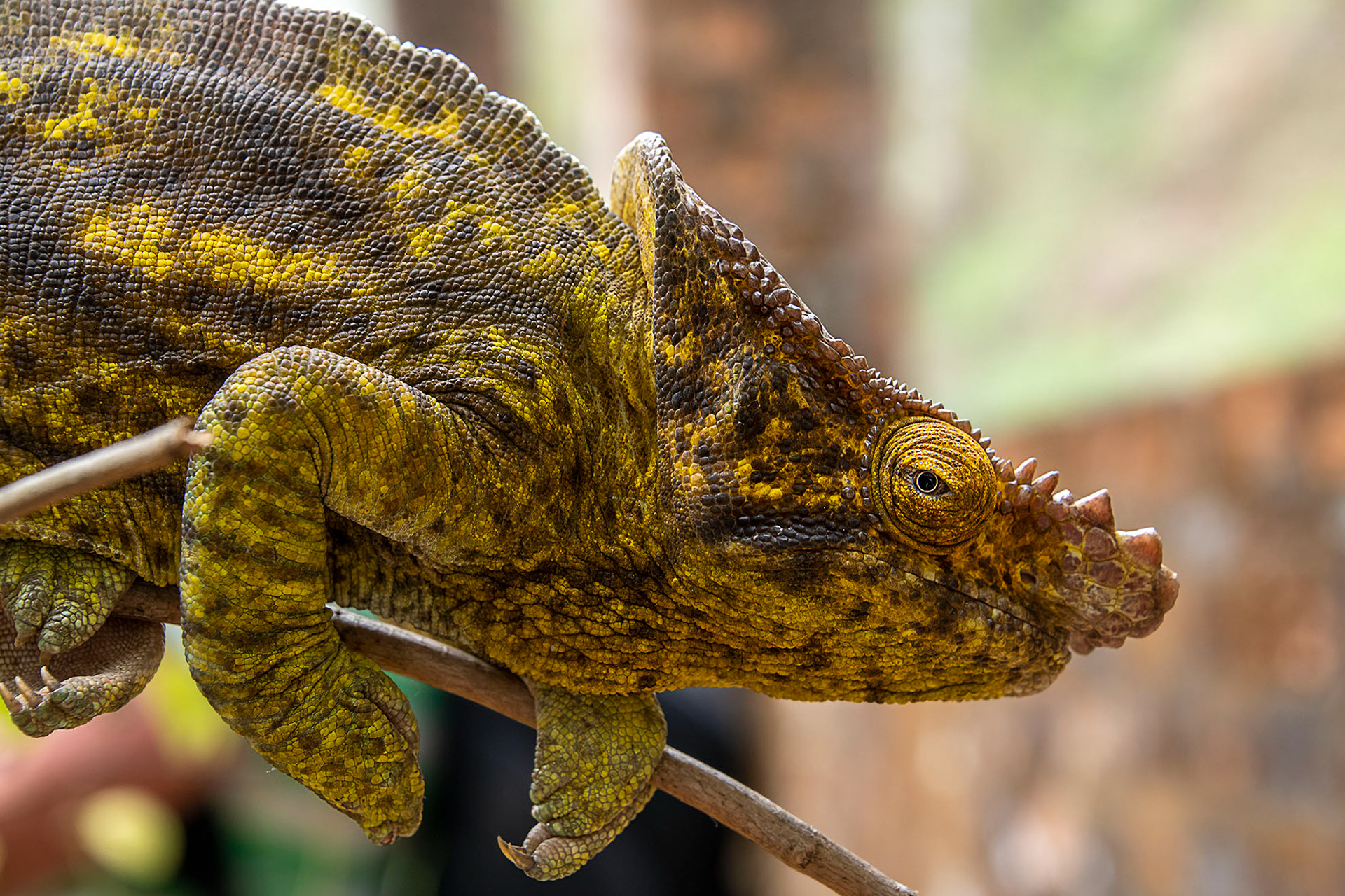 Elephant ear chameleon Madagascar
