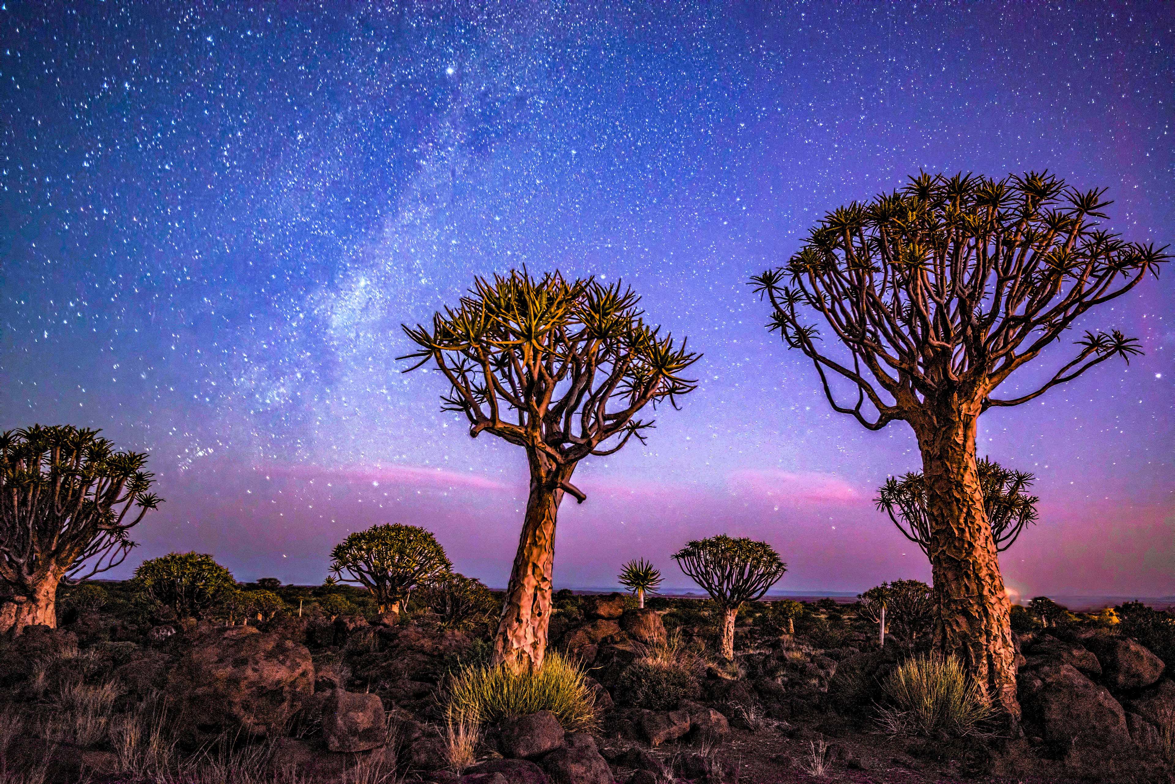 Milky way at Quiver tree forest-Namibia