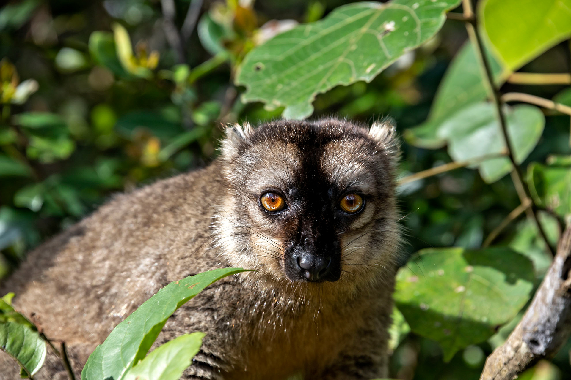 Crowned lemur Madagascar