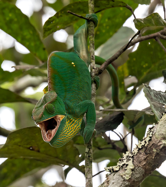 Parson's Chameleon Madagascar