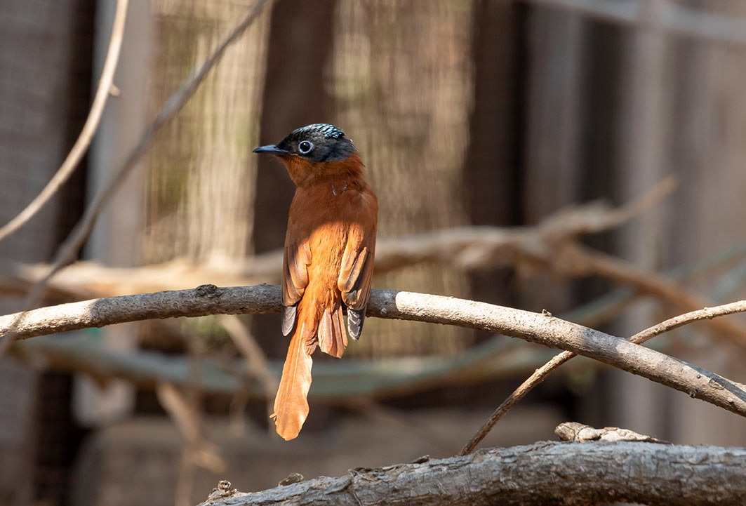 Paradise flycatcher-Madagascar