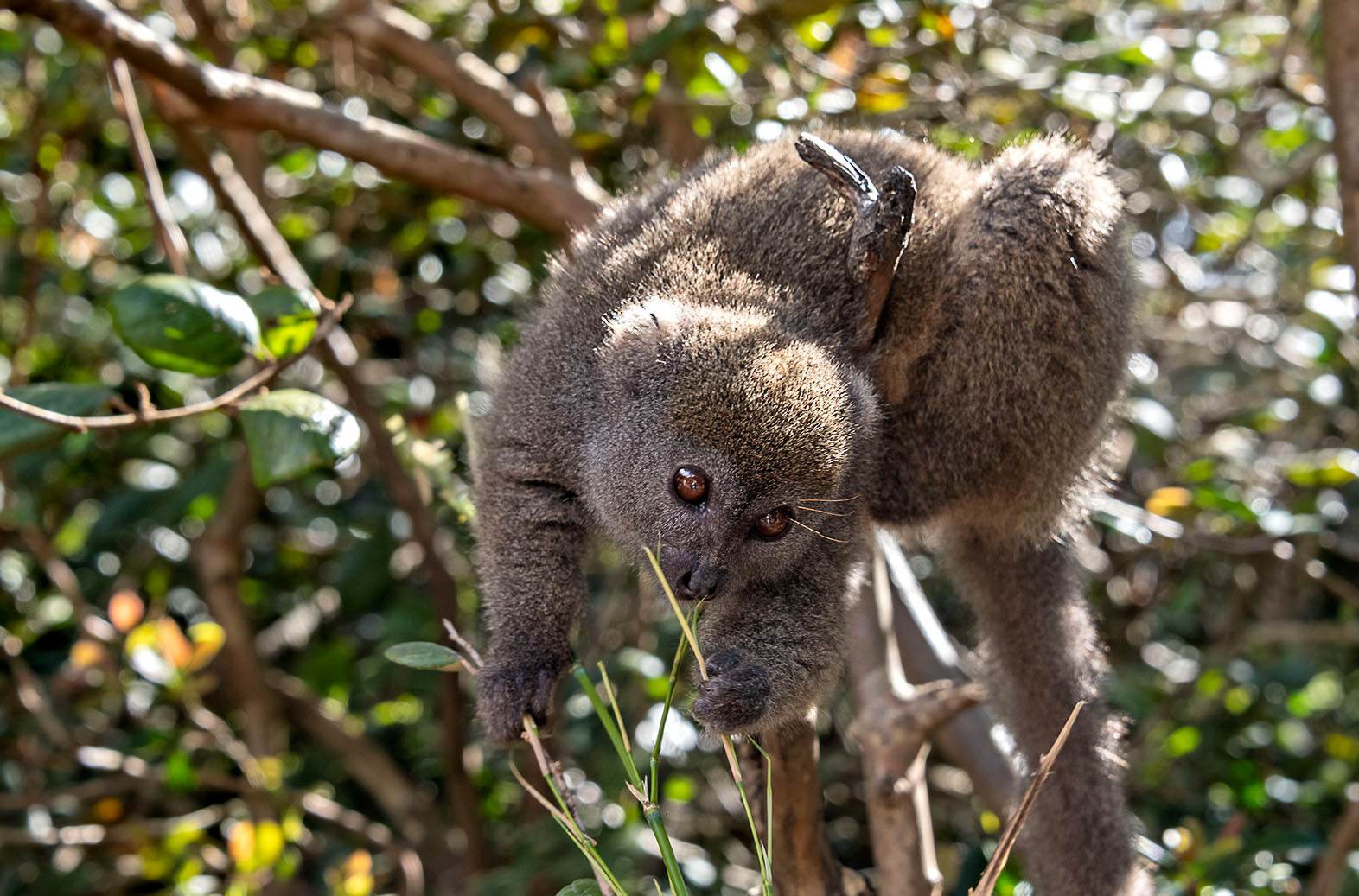 Bamboo lemur Madagascar