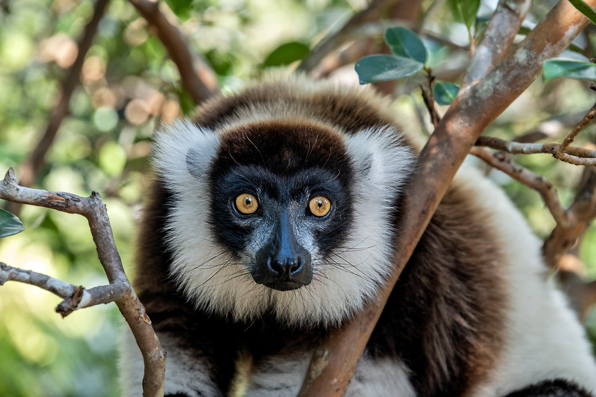 Black and white lemur Madagascar