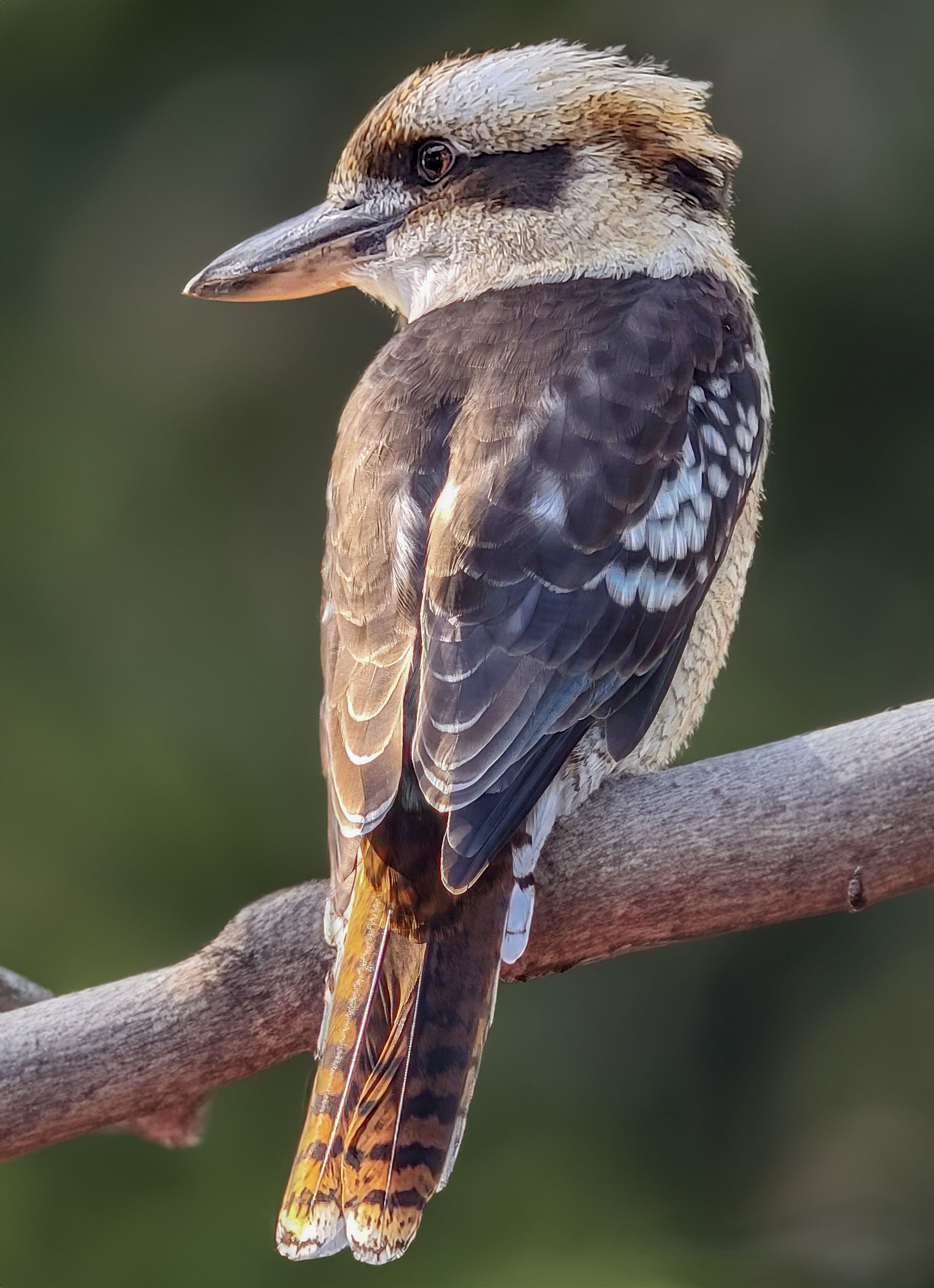 kookaburra