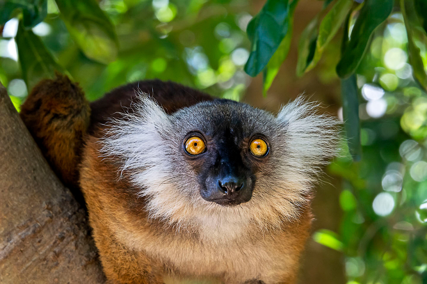 Red tufted lemur Madagascar