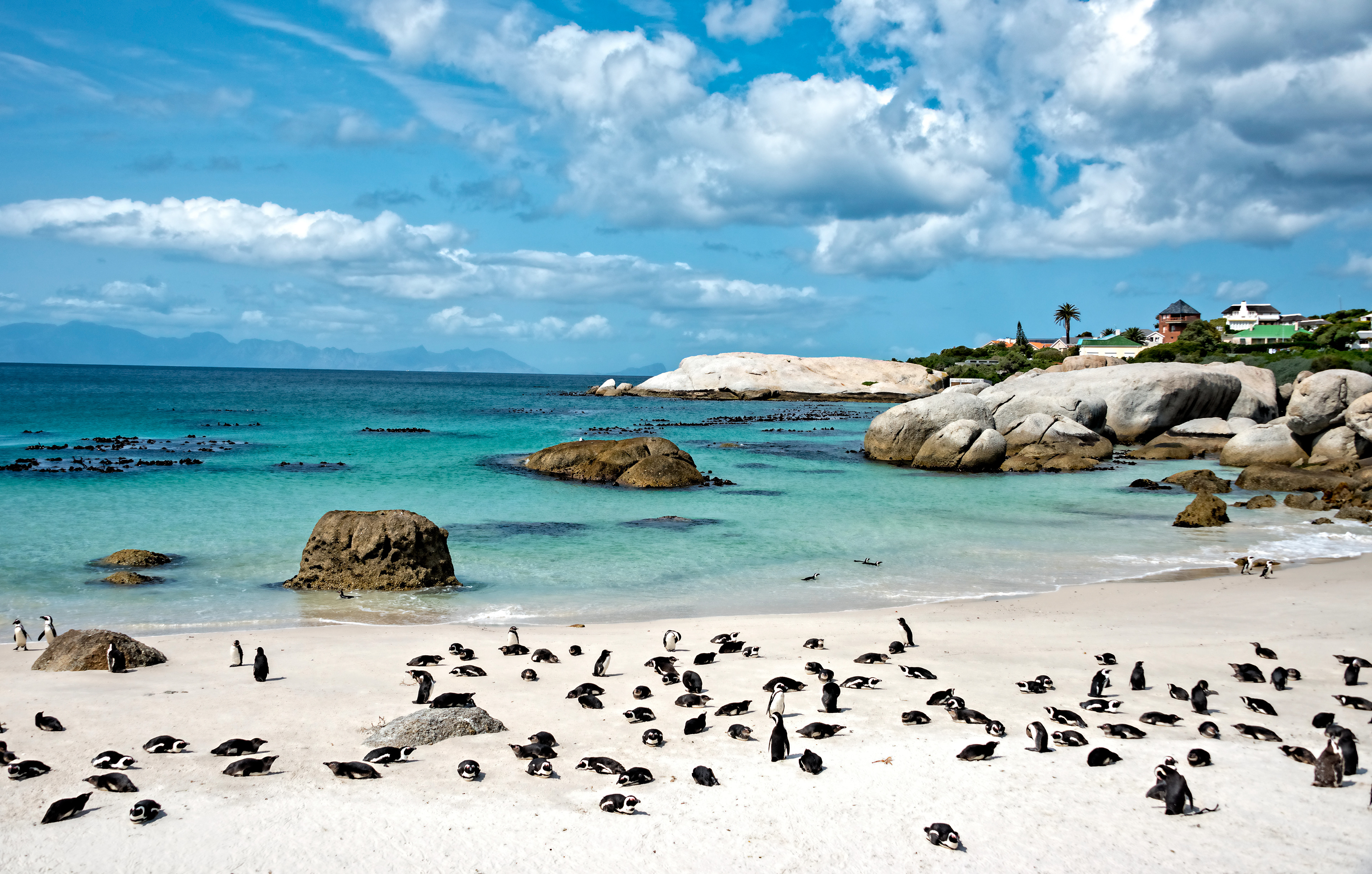 Boulders Beach -Cape Town