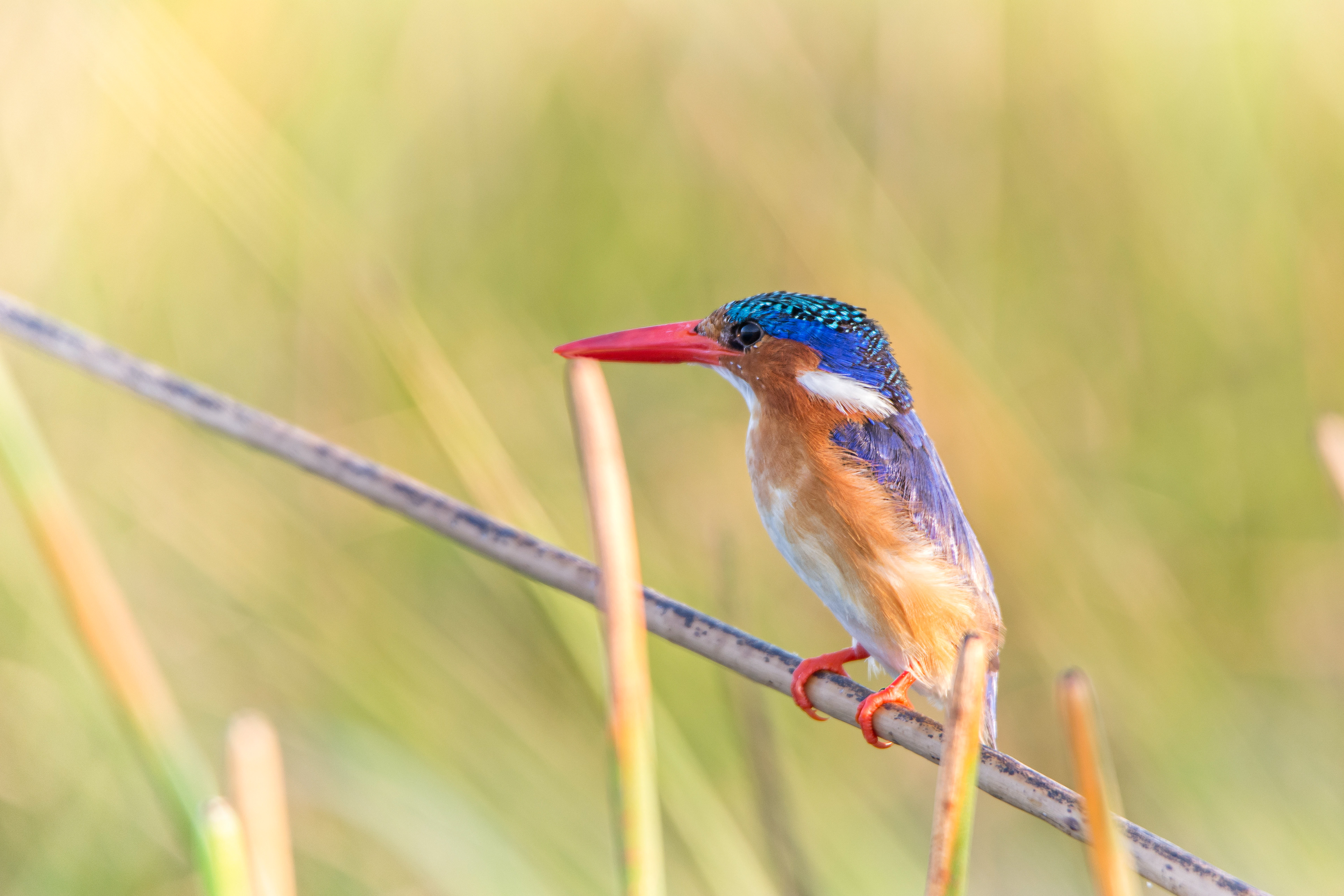 Malachite kingfisher-Botswana