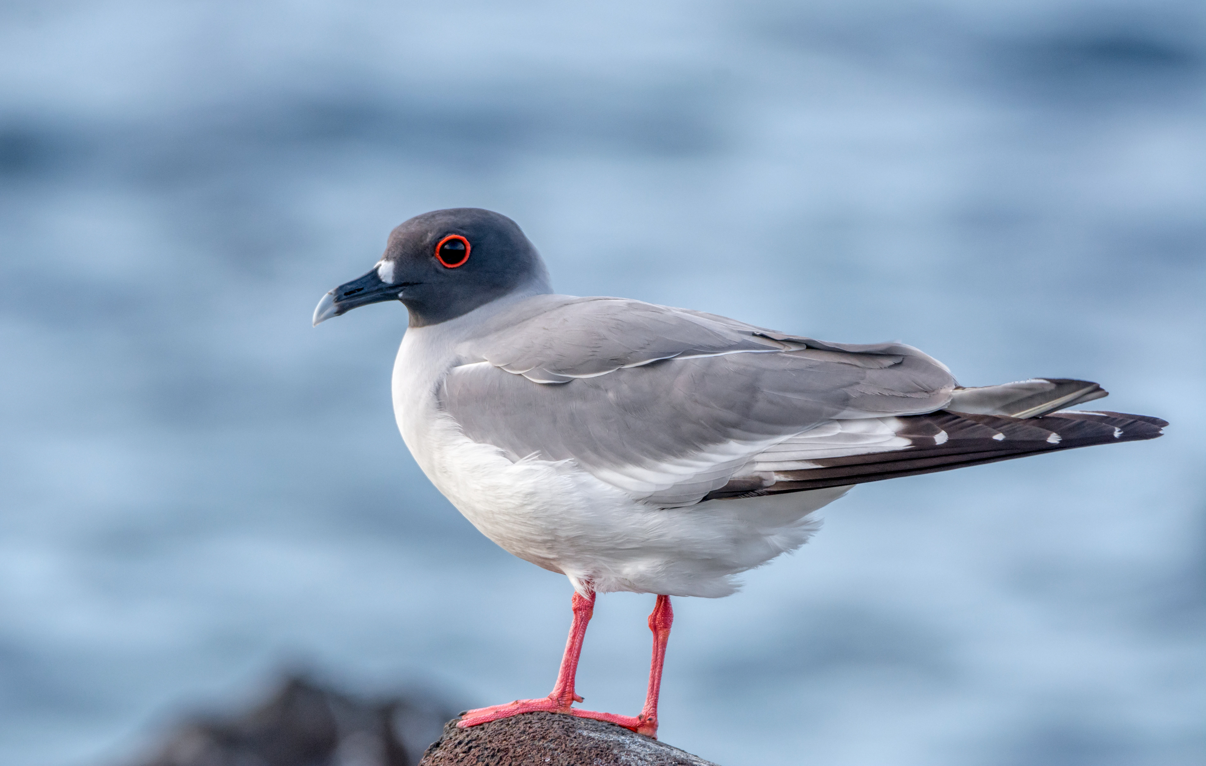 Swallow tailed gull-Galapagos