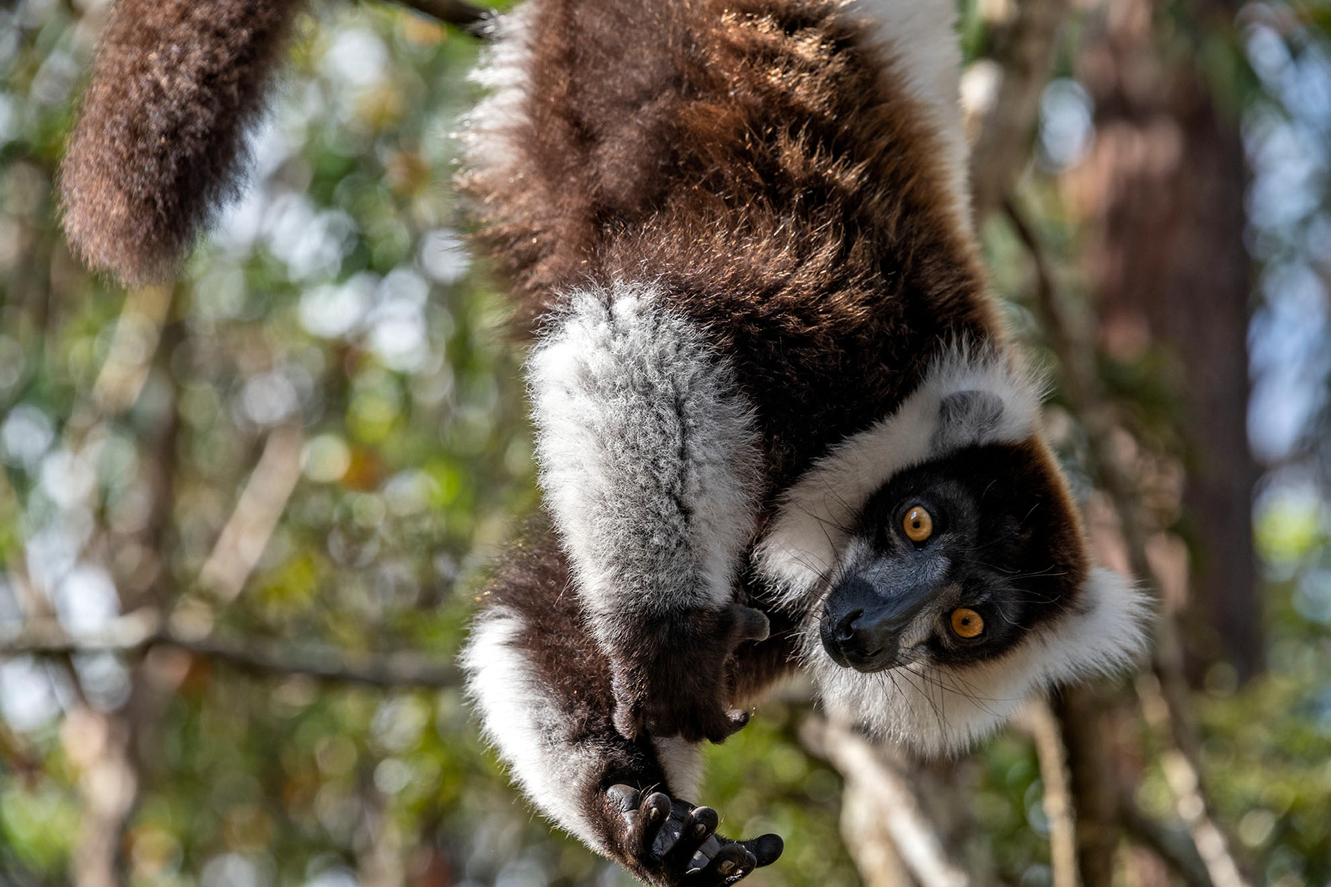 Black and white tufted lemur Mdagascar
