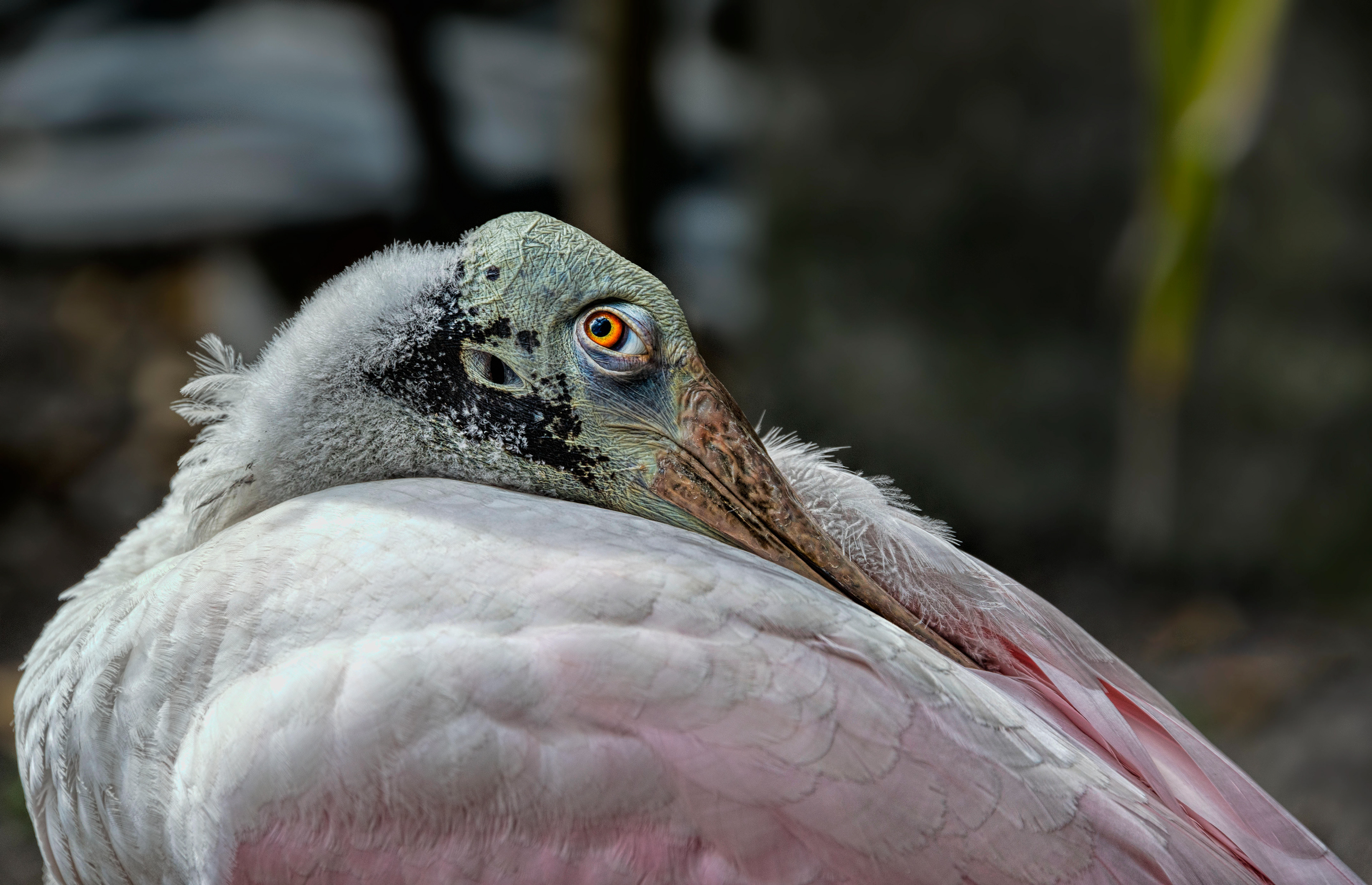 Roseata spoonbill-Florida