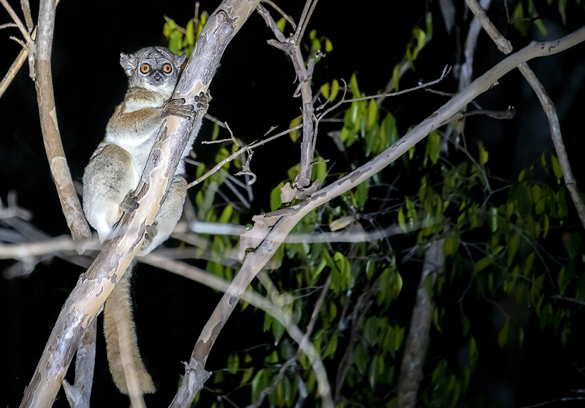 Mouse lemur Madagascar