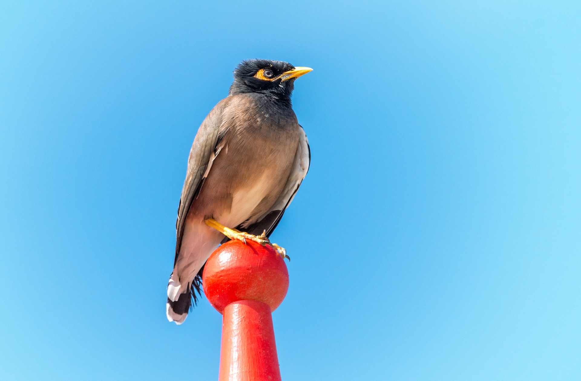 Myna bird-Australia