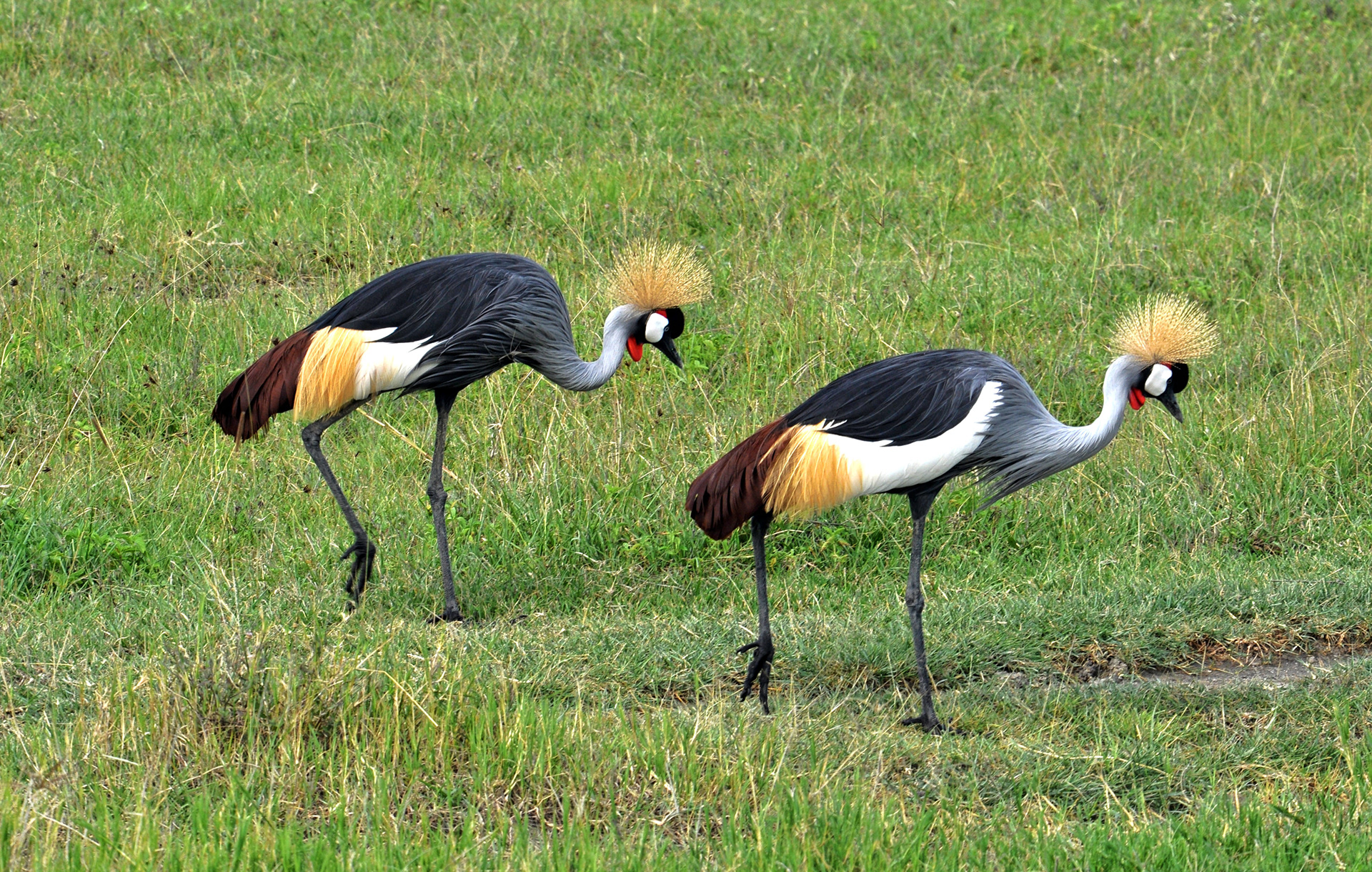 Grey crowned crane-Tanzania