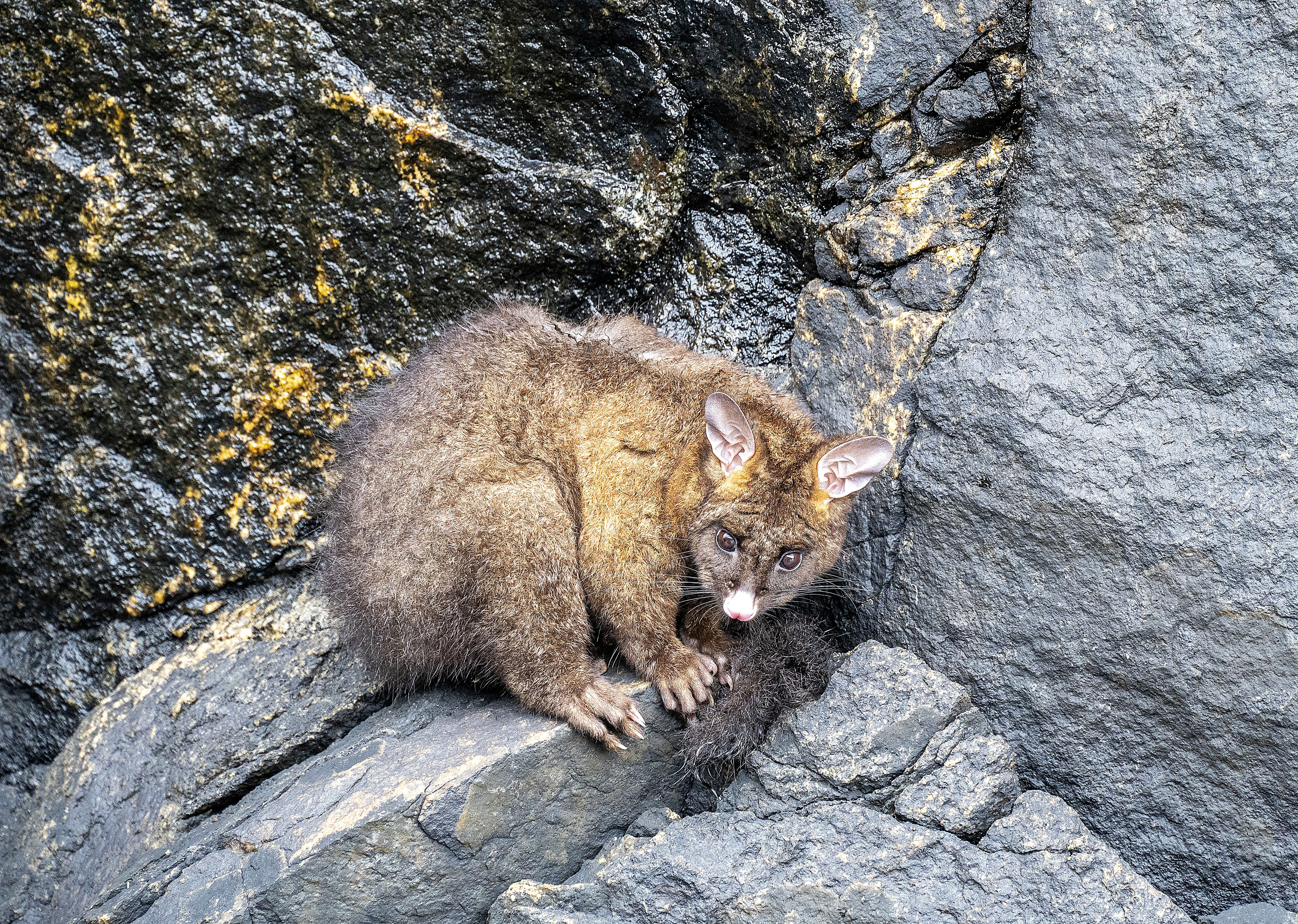 New Zealand possum