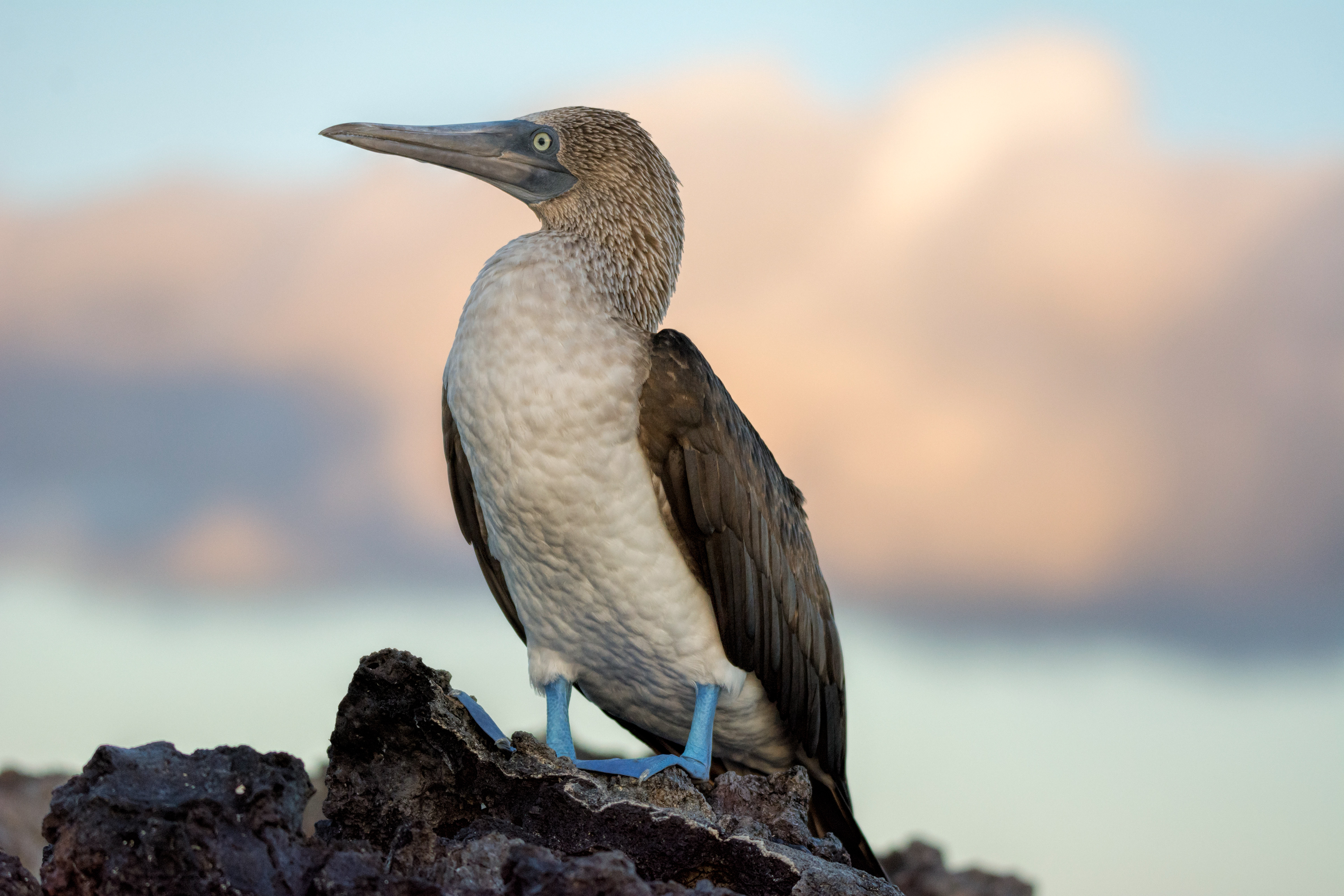 Blue footed booby-Galapagos
