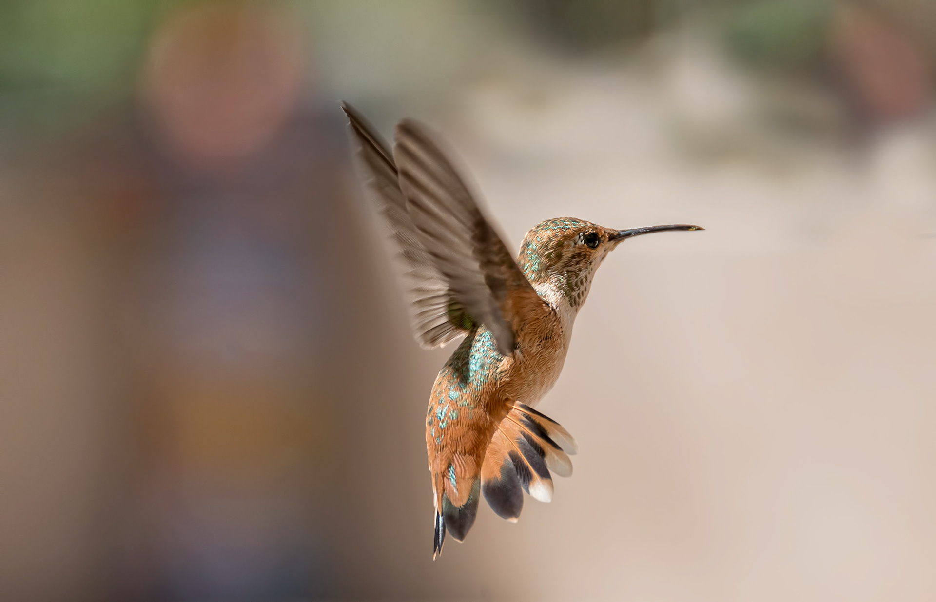 Anna's hummingbird-California