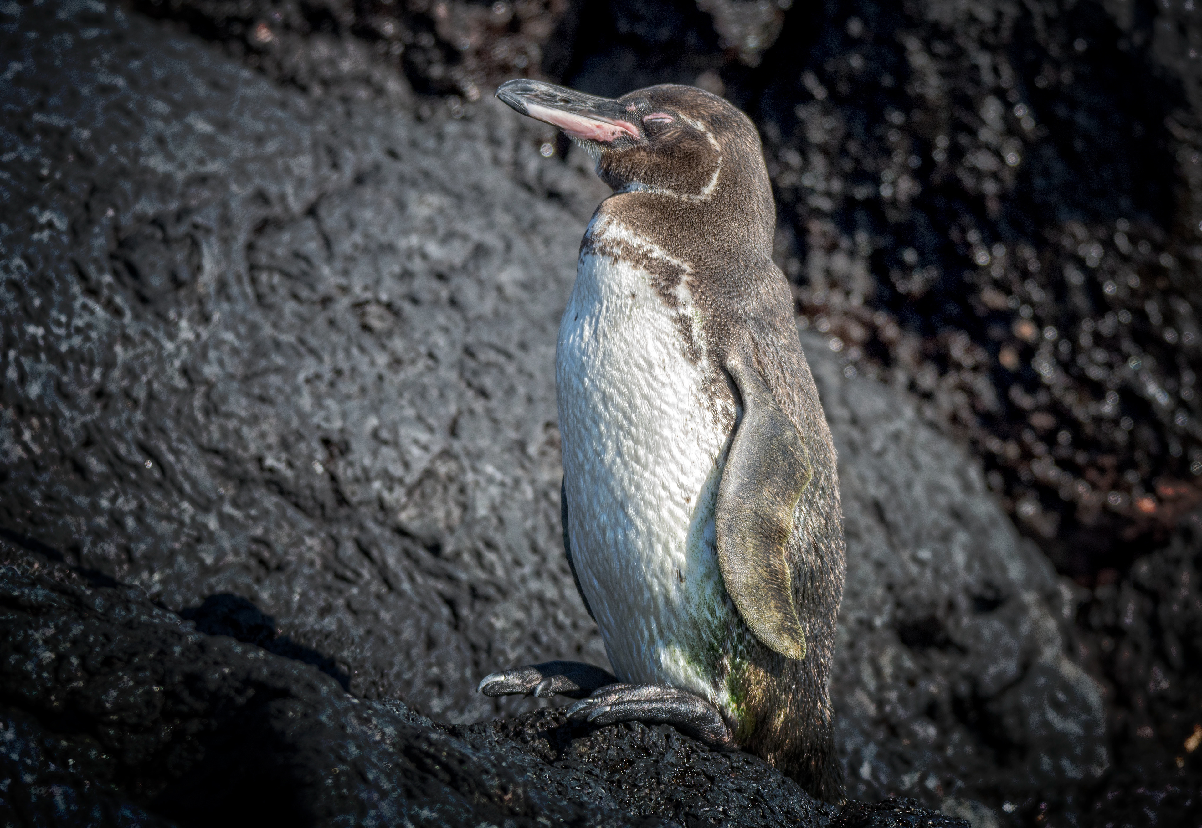 Galapagos penguin-Galapagos