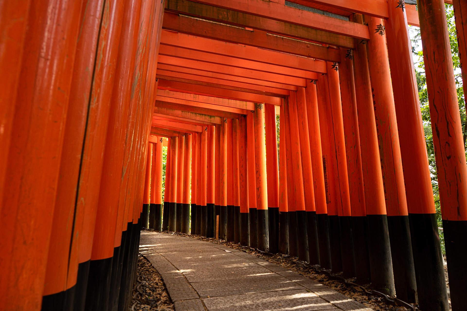 Japonya'nın en iyi bilenen görüntülerinden birisi (belki de en iyi bilineni): Fushimi Inari-taisha'nın turuncu renkli toriileri (kapıları). Pirinç ve tarım tanrısı Inari'ye ithafen yapılan Fushimi Inari-taisha tapınağı, tapınağa bağışta bulunan kişiler adına bu kapılardan dikiyor - bağış ne kadar büyükse, kapı da o kadar büyük oluyor.