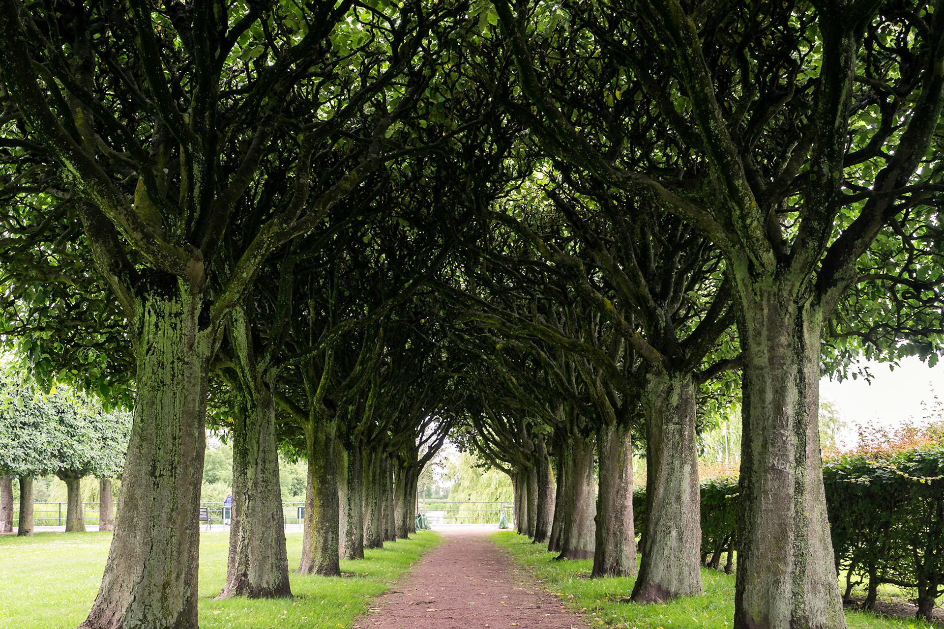 Malmö'nün her köşesinde bir park, parklarda da ilginç peyzaj düzenlemeleri görmek mümkün. Ağaçlardan oluşan bu tünel, güzel bir görüntü oluşturuyor.